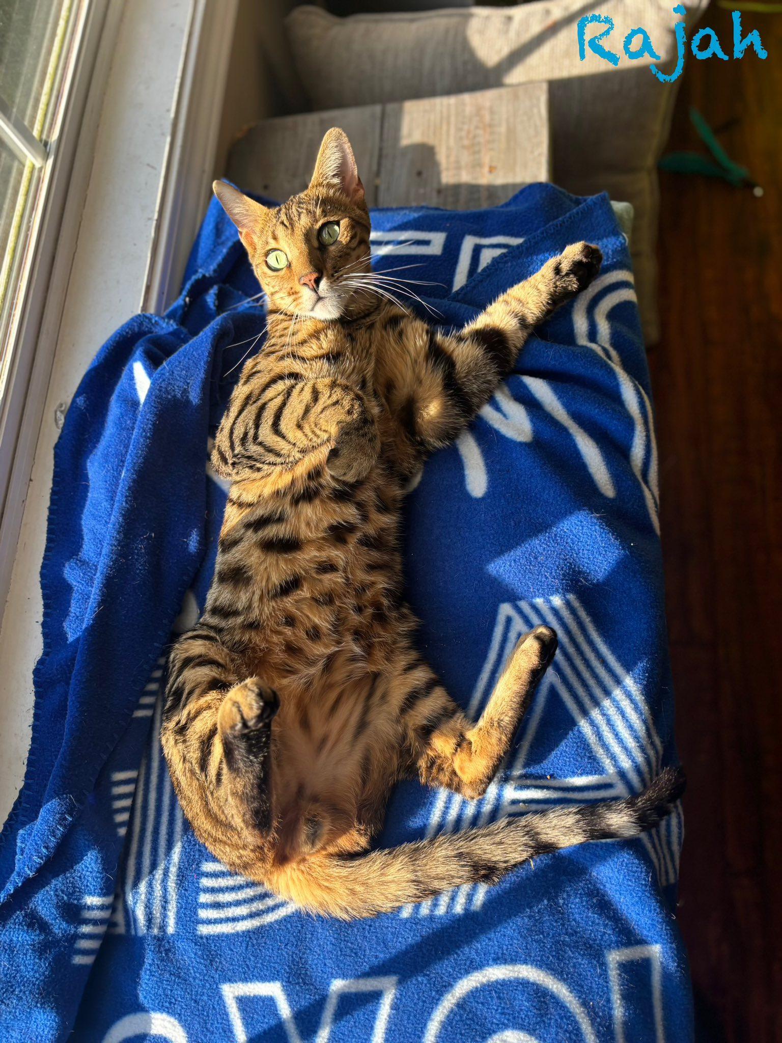 Enlarge Rajah, a ADOPTABLE Bengal in Clarksville, TN image 2/5