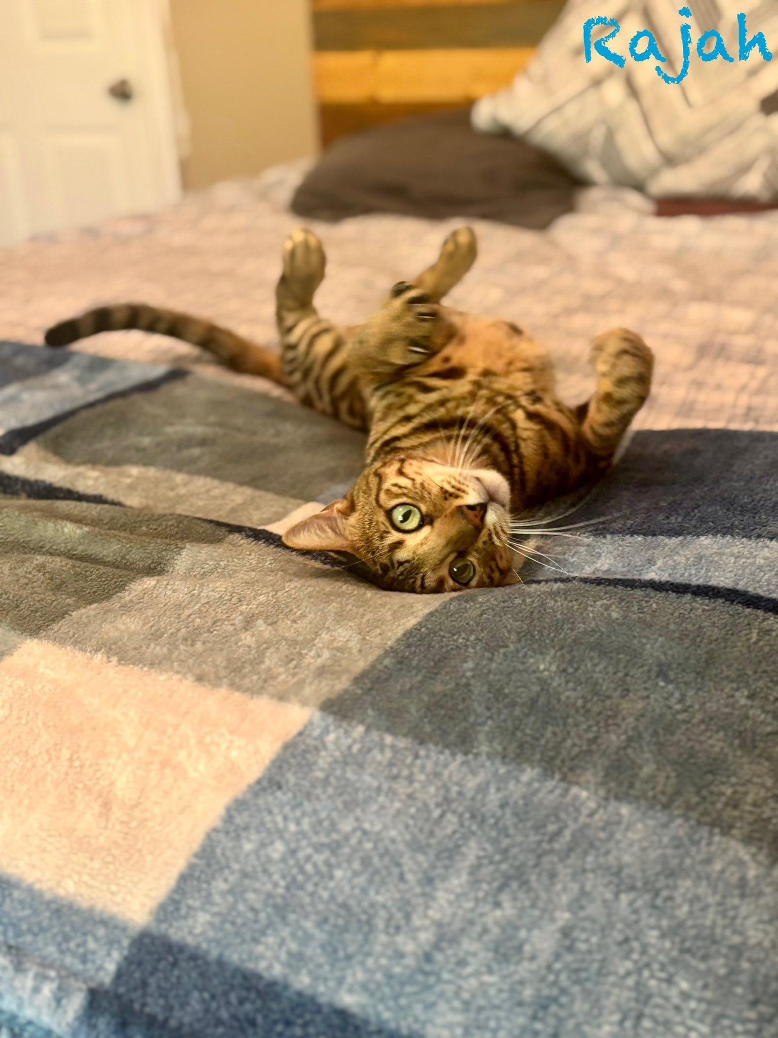 Enlarge Rajah, a ADOPTABLE Bengal in Clarksville, TN image 5/5