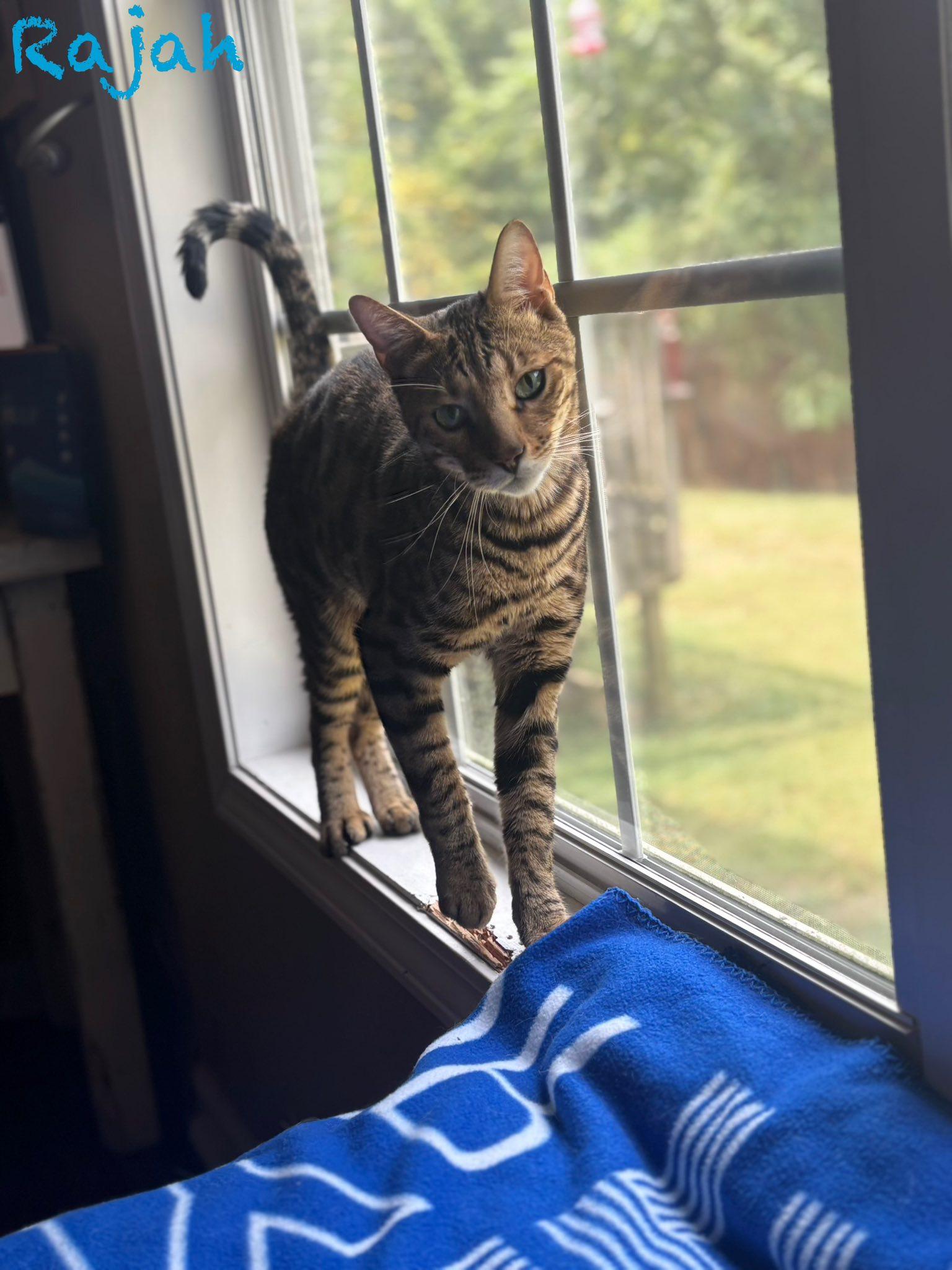 Enlarge Rajah, a ADOPTABLE Bengal in Clarksville, TN image 3/5