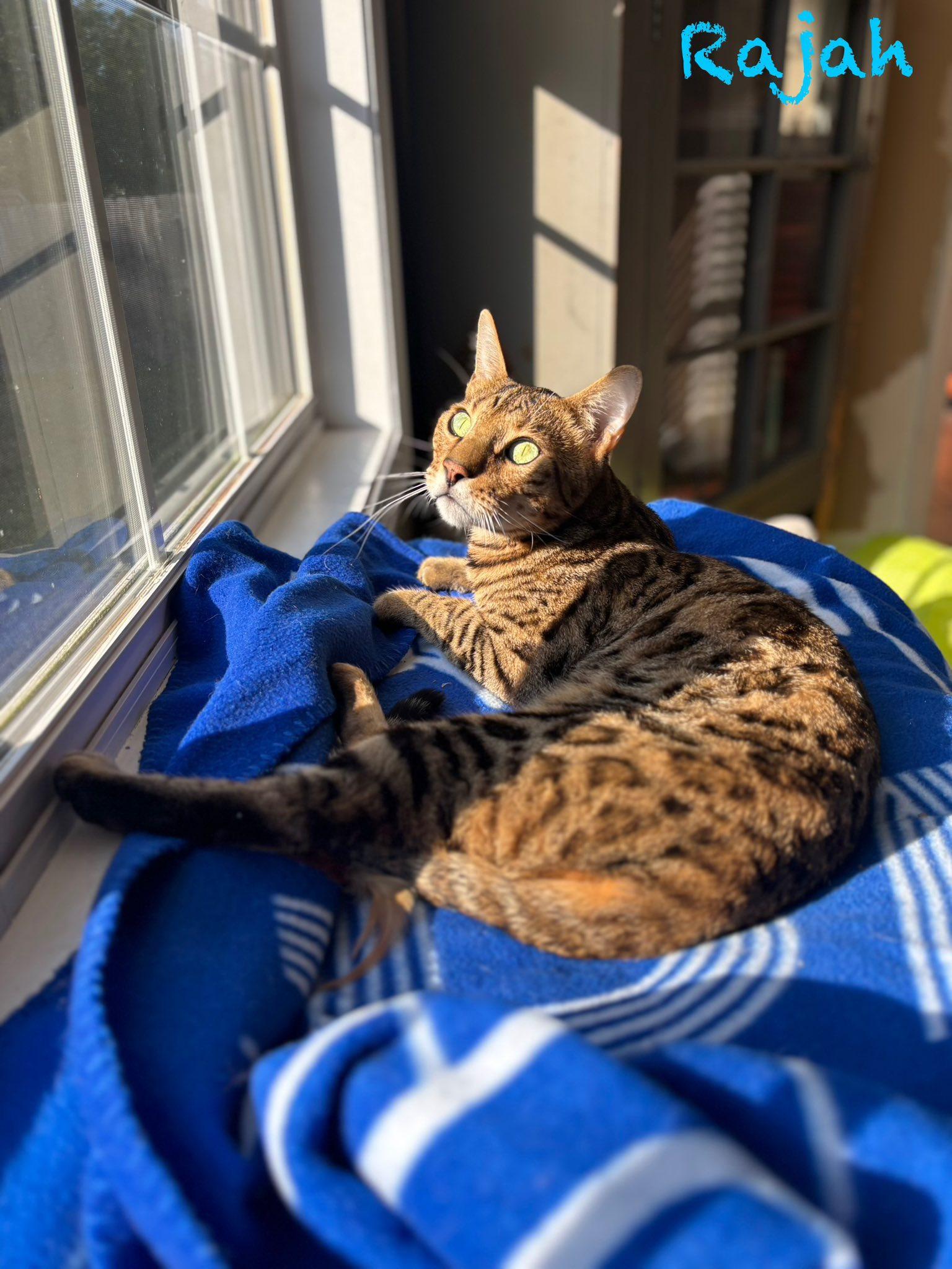 Enlarge Rajah, a ADOPTABLE Bengal in Clarksville, TN image 1/5