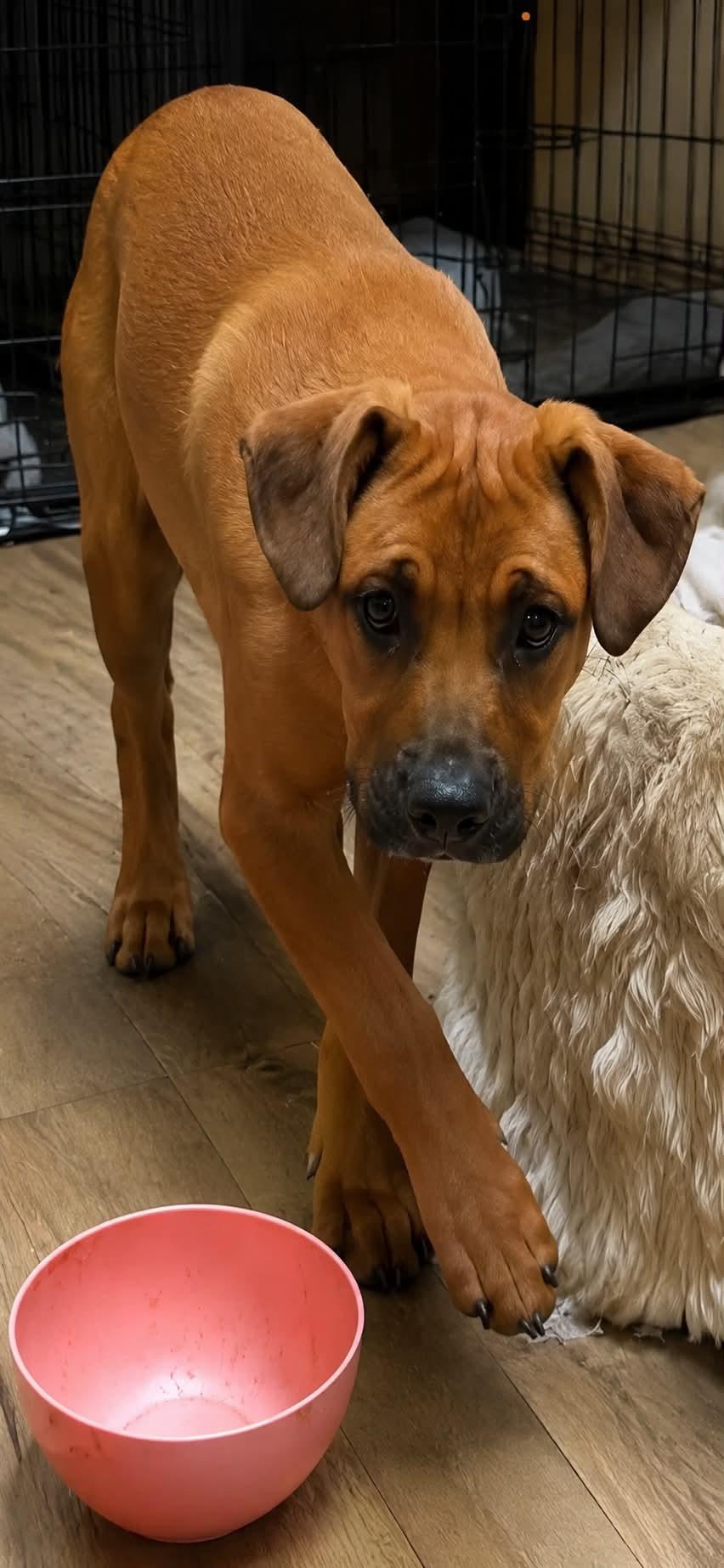 Enlarge Rice, a ADOPTABLE mixed breed in Grand Rapids, MI image 2/2