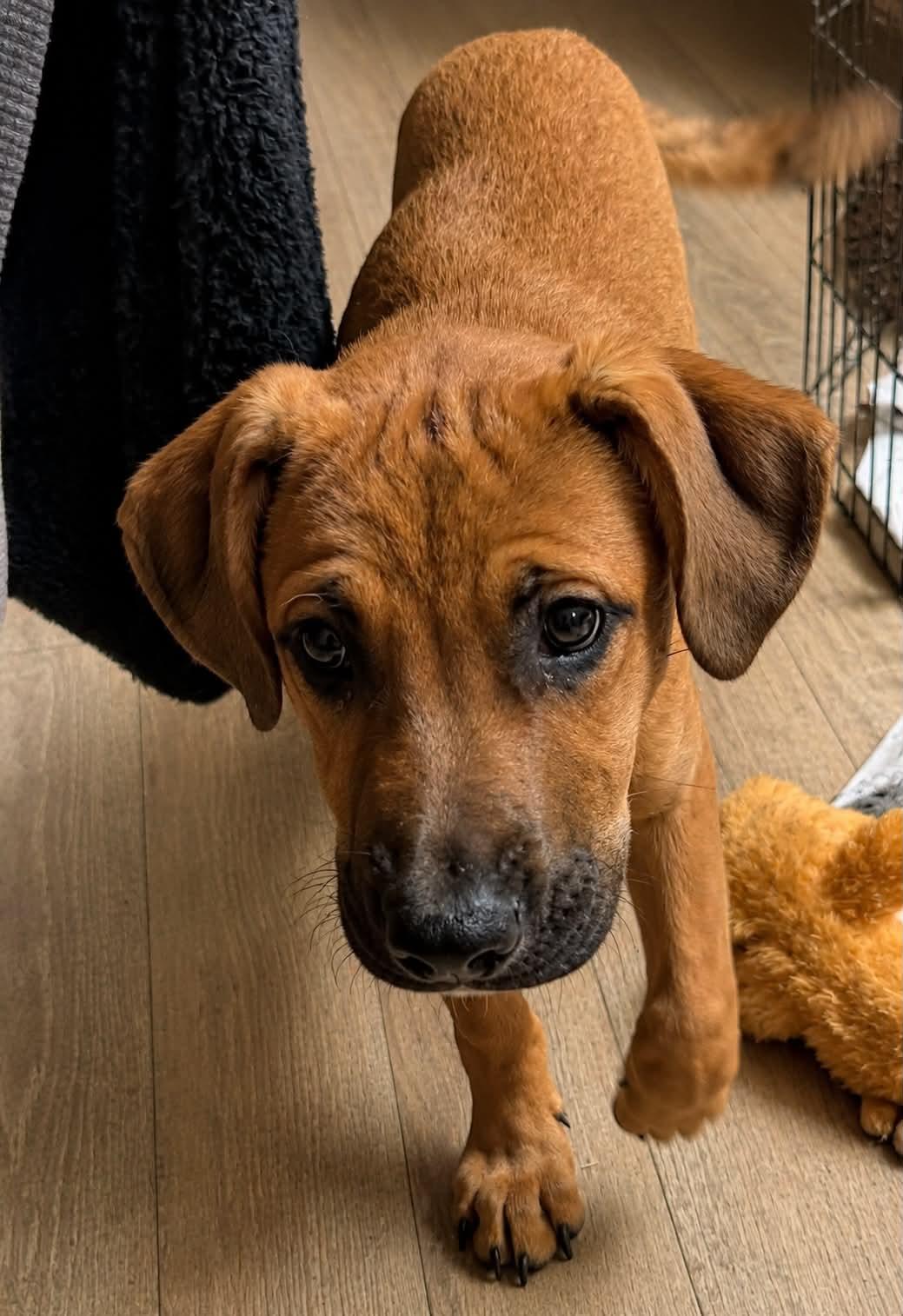 Rice, ADOPTABLE, Puppy Male Labrador Retriever.