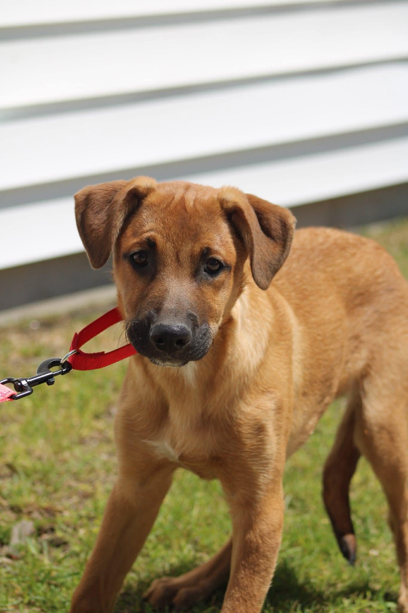 Rice, ADOPTABLE, Puppy Male Labrador Retriever.
