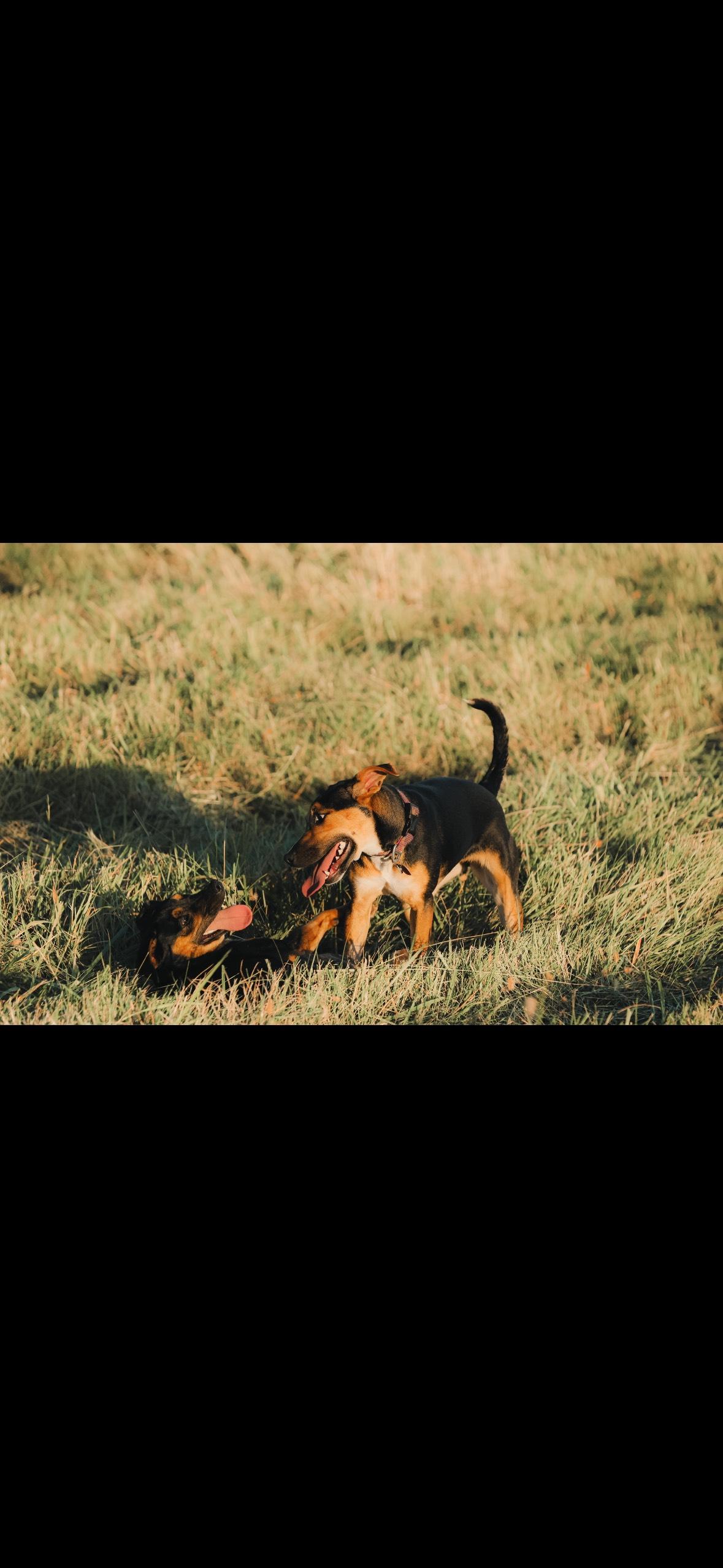 Enlarge Harper and Goose - FUN, FEARLESS AND FANTASTIC DOGS, a ADOPTABLE mixed breed in Bristow, VA image 4/5