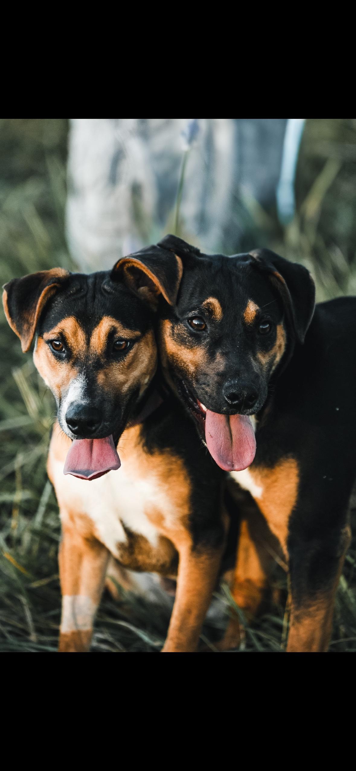 Harper and Goose - FUN, FEARLESS AND FANTASTIC DOGS, ADOPTABLE, Young Male Mixed Breed & Coonhound.