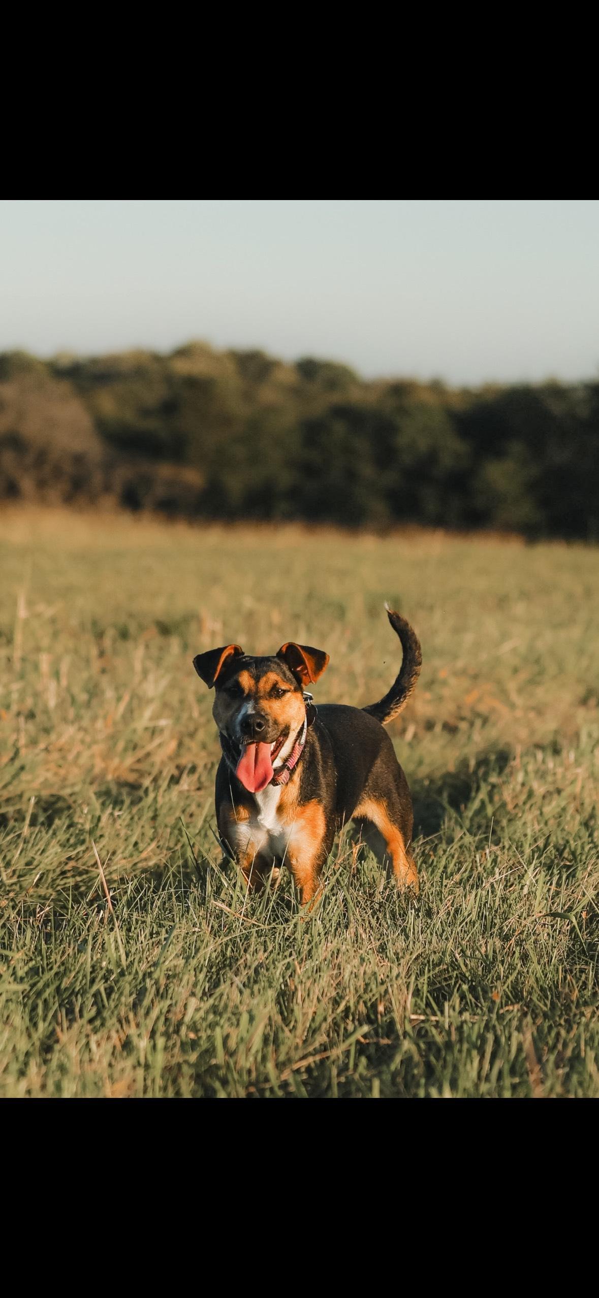 Enlarge Harper and Goose - FUN, FEARLESS AND FANTASTIC DOGS, a ADOPTABLE mixed breed in Bristow, VA image 2/5