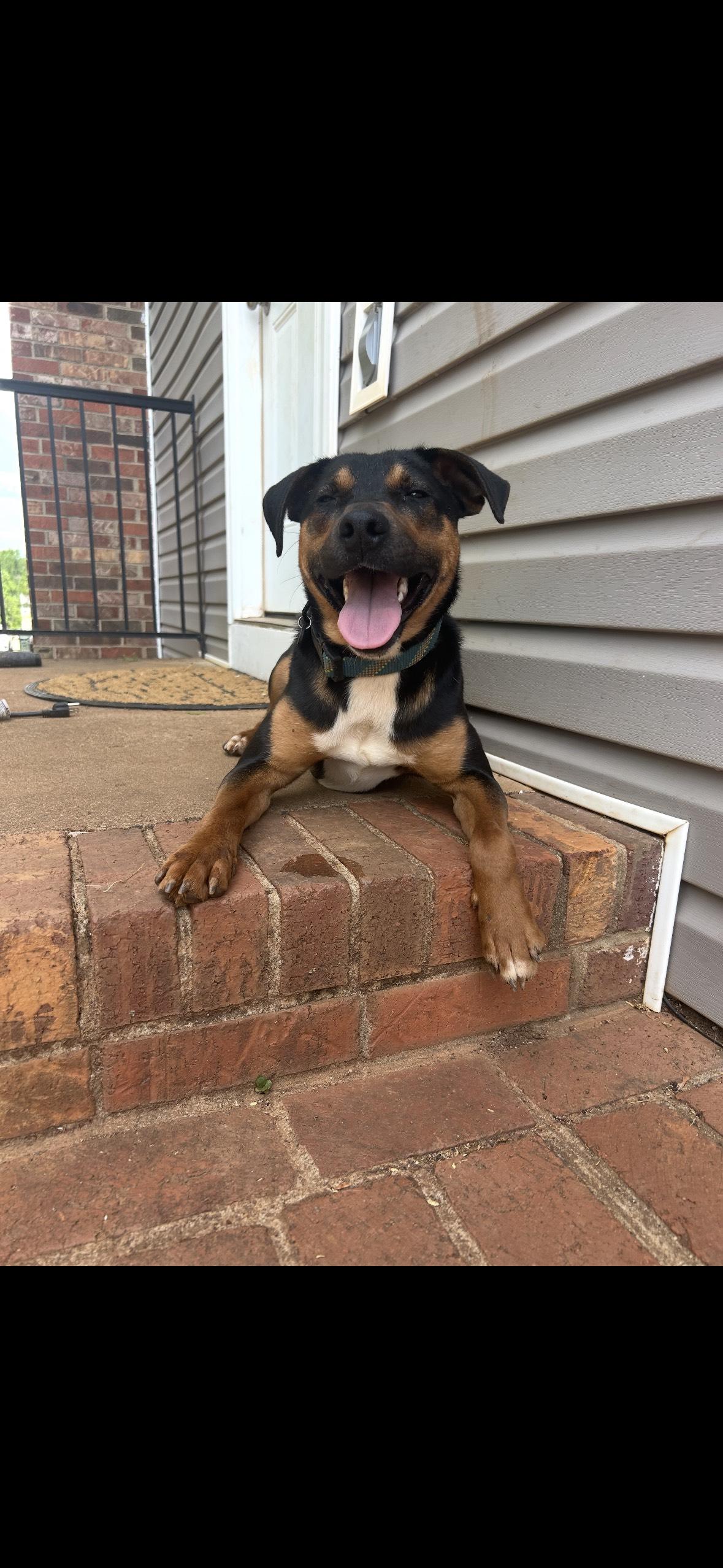 Enlarge Harper and Goose - FUN, FEARLESS AND FANTASTIC DOGS, a ADOPTABLE mixed breed in Bristow, VA image 3/5