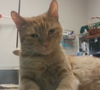 Petey, Adoptable, Adult Male Domestic Short Hair.