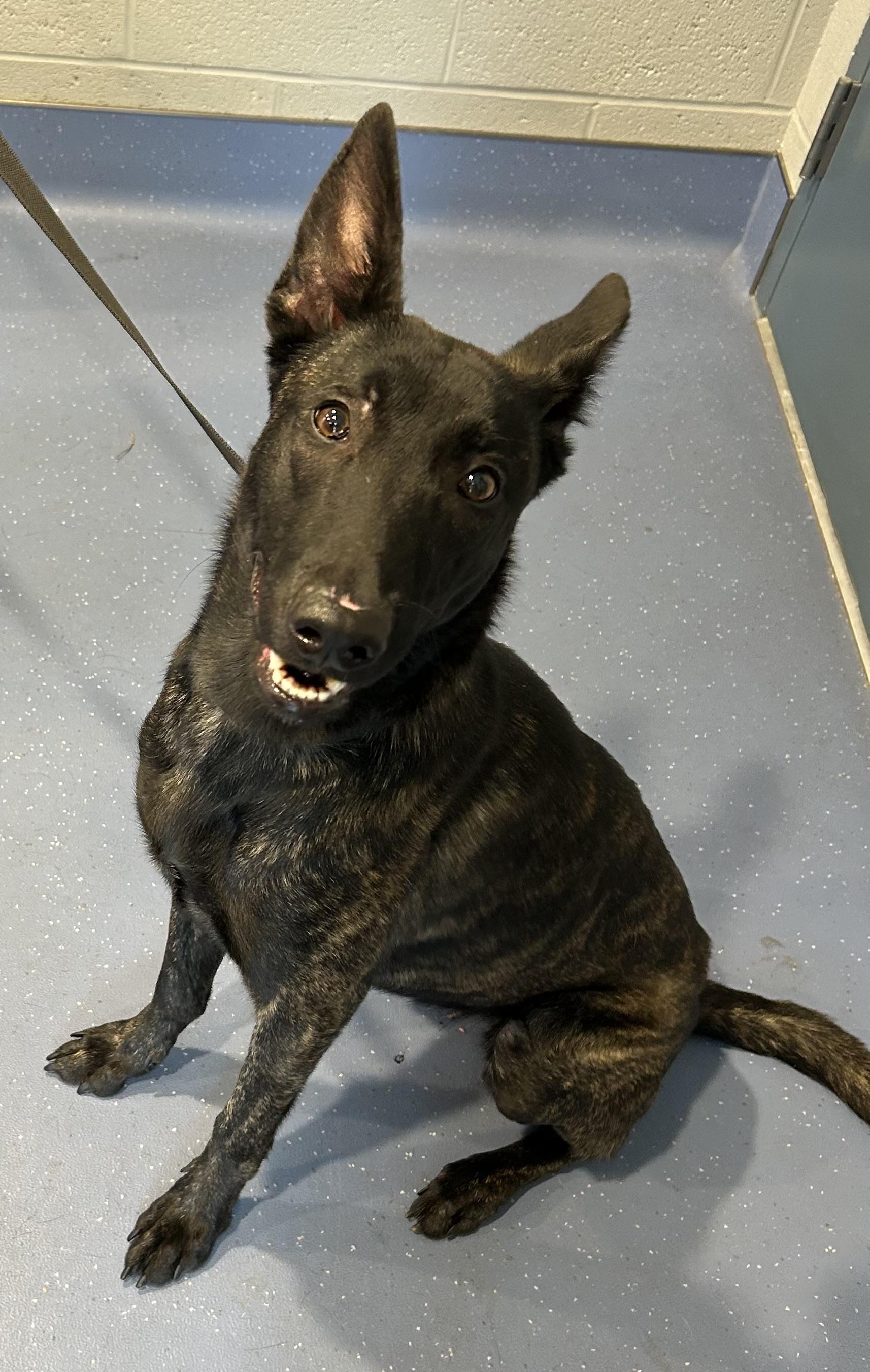 Dame Vos thumbnail 2