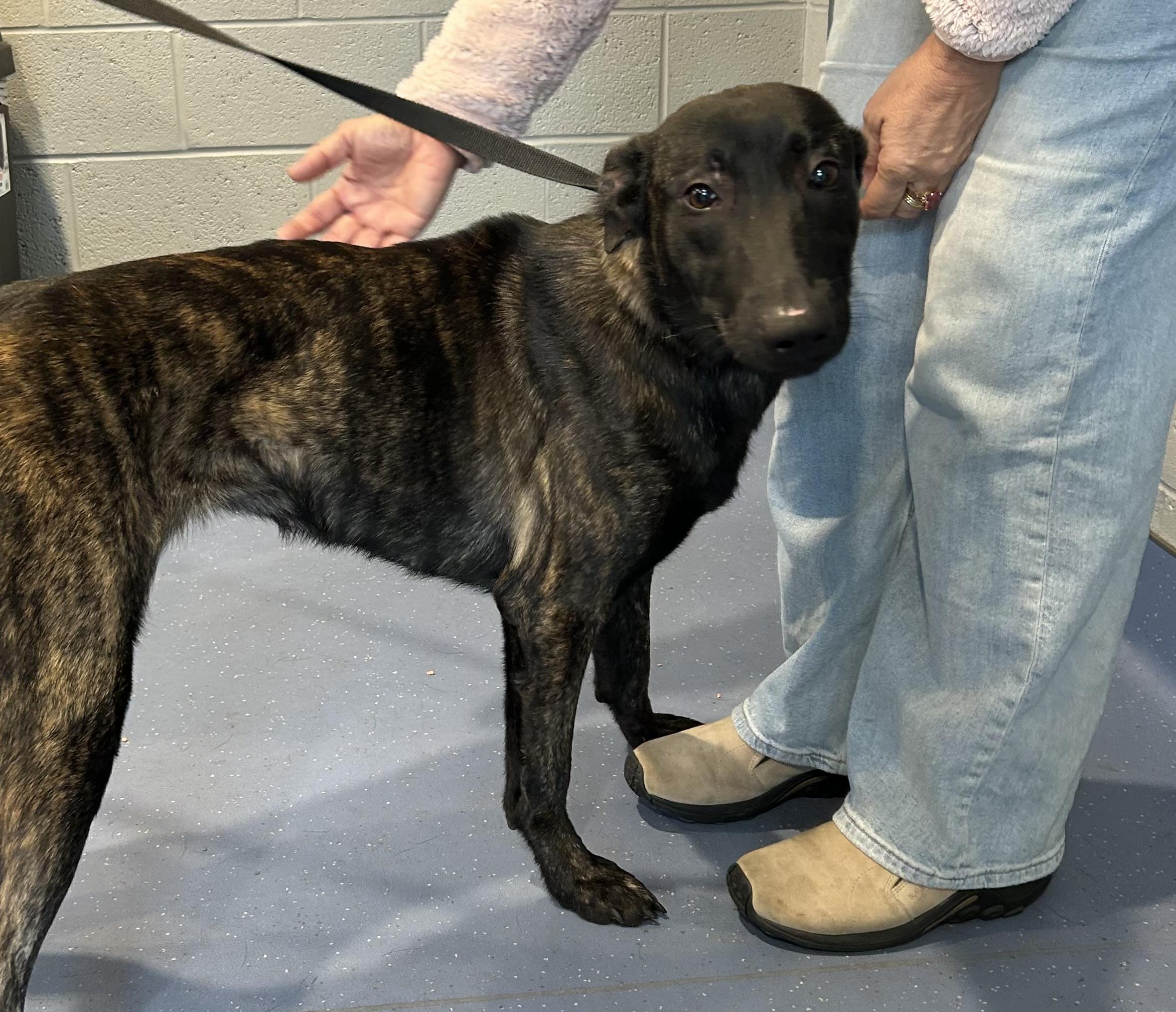 Dame Vos thumbnail 3