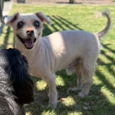 BOB, Adoptable, Senior Male Miniature Poodle.