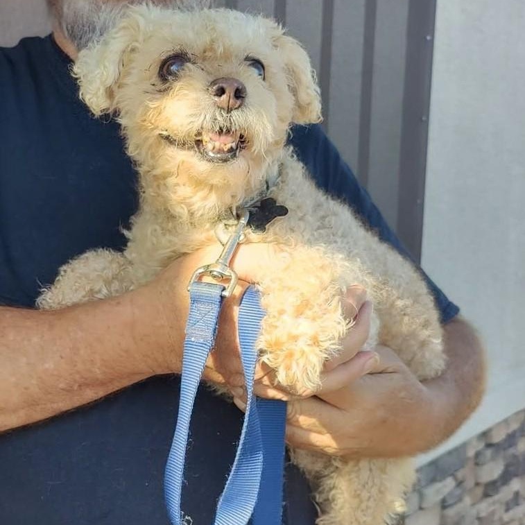 Enlarge BOB, a Adoptable Miniature Poodle in Marana, AZ image 2/2