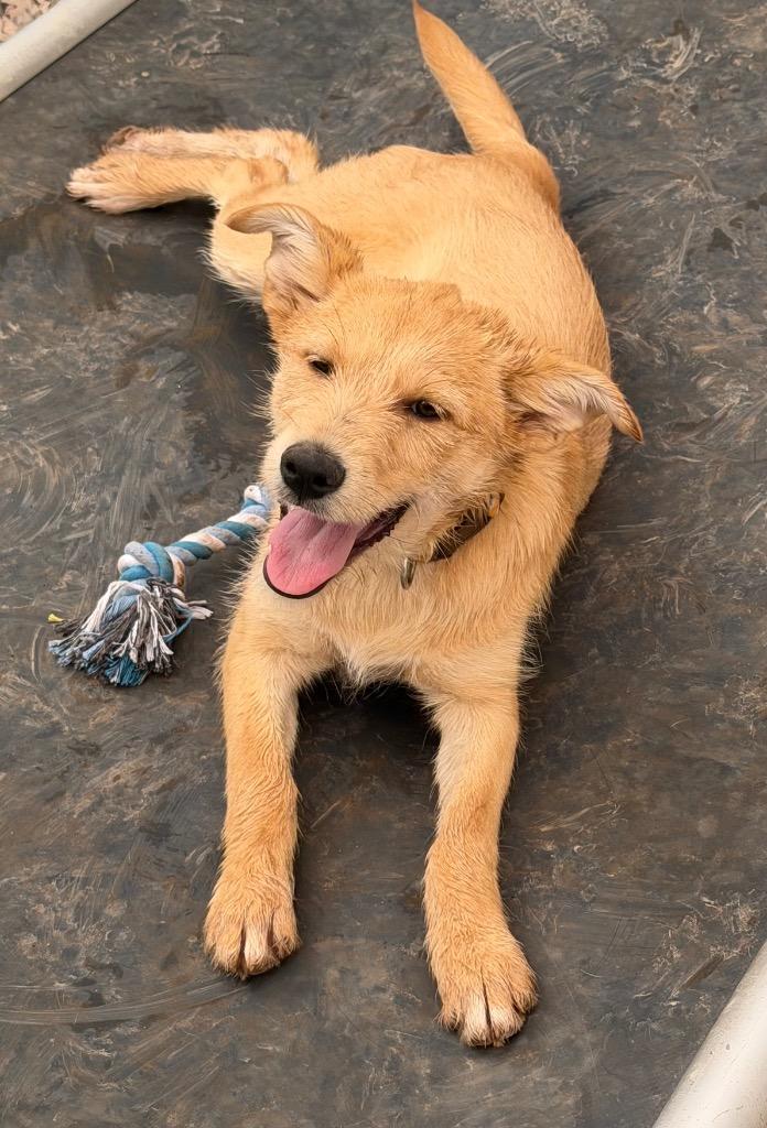 Poem, a Adoptable mixed breed in Cottonwood, AZ image 1/5