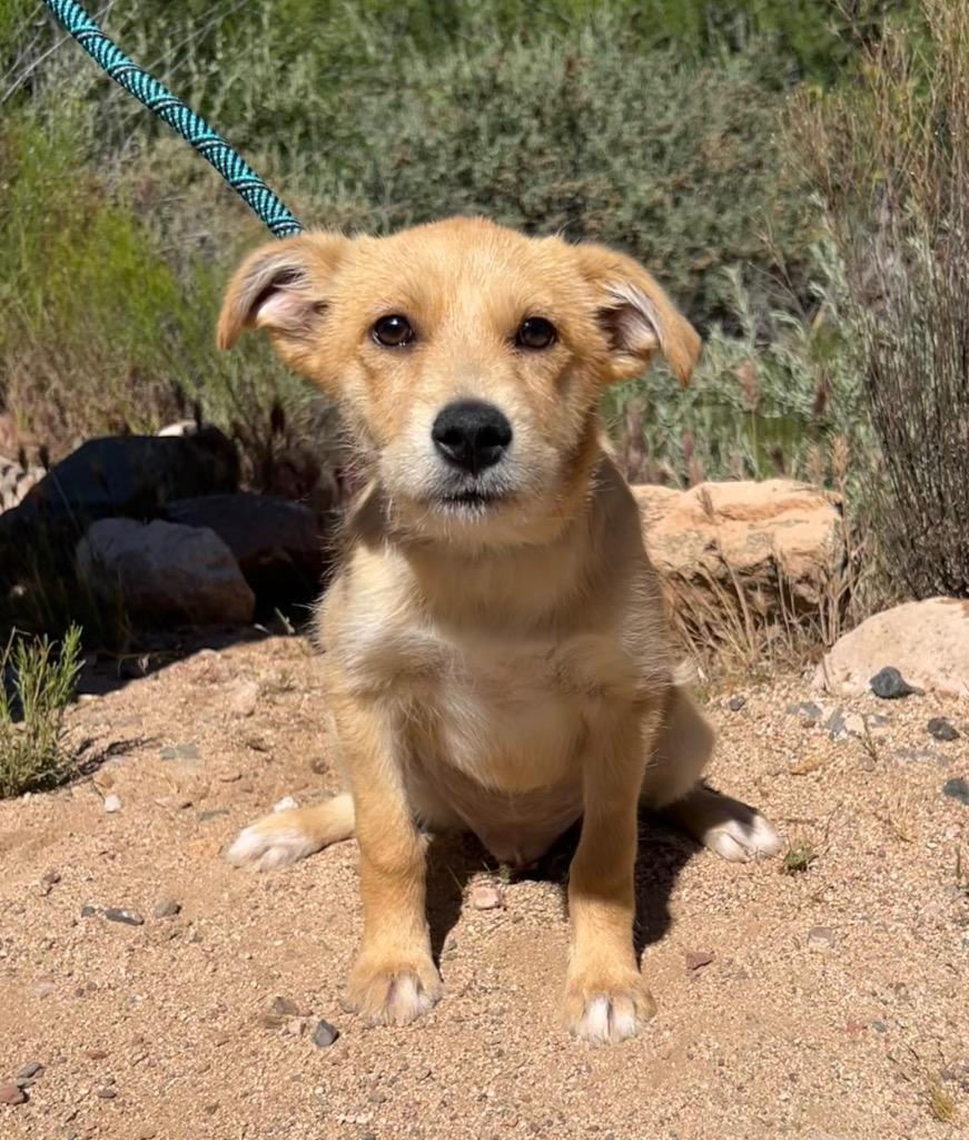 Enlarge Poem, a Adoptable mixed breed in Cottonwood, AZ image 2/3