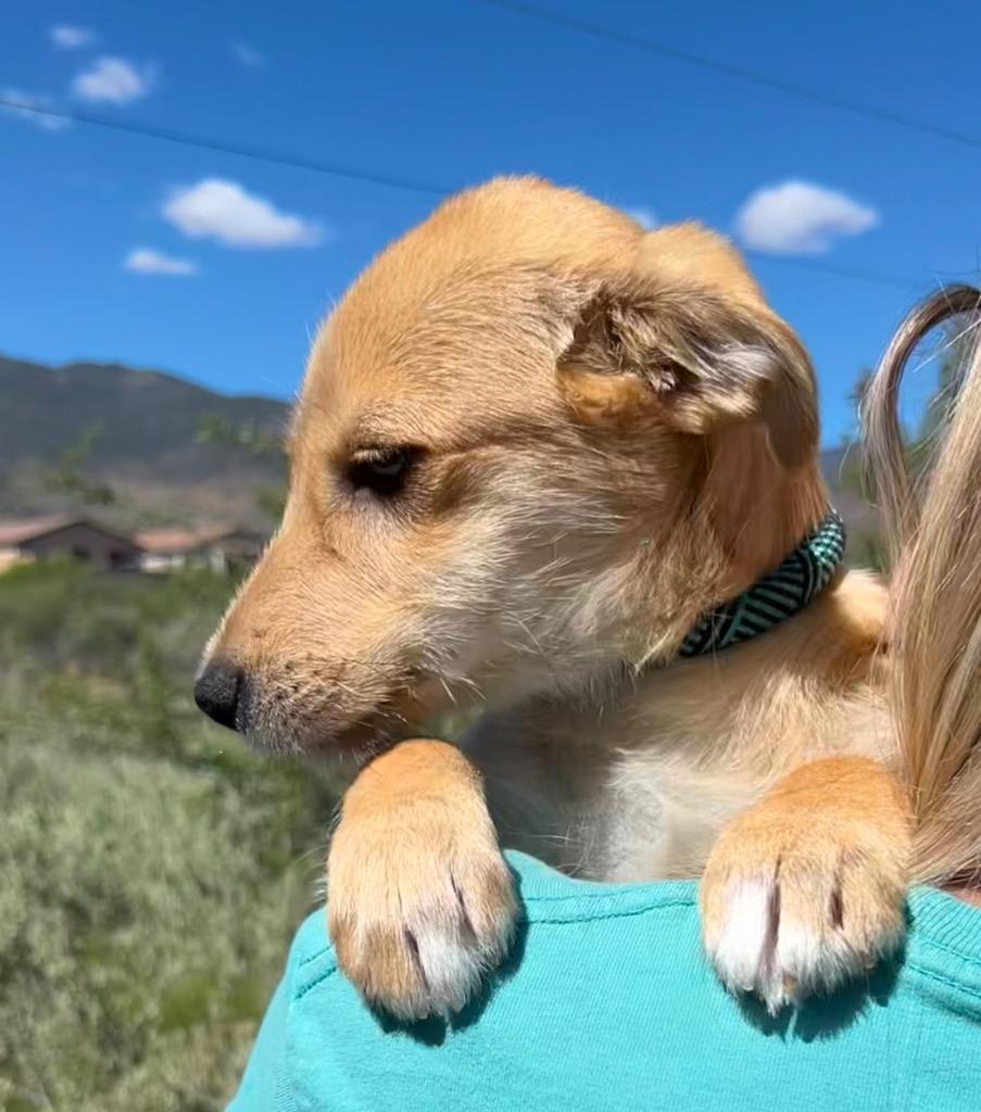 Enlarge Poem, a Adoptable mixed breed in Cottonwood, AZ image 3/3
