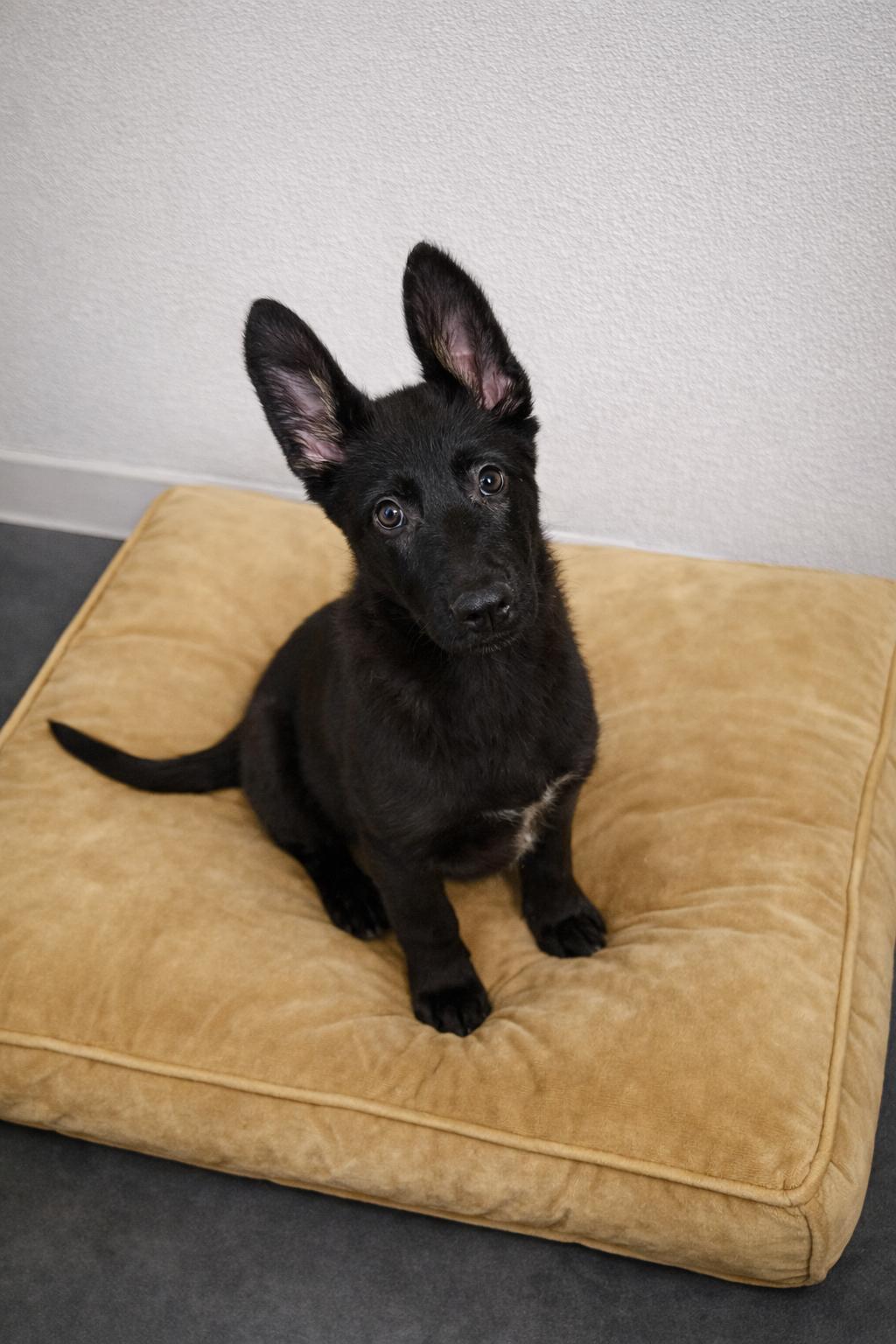 Enlarge Elke, a ADOPTABLE German Shepherd Dog in Momence, IL image 1/1