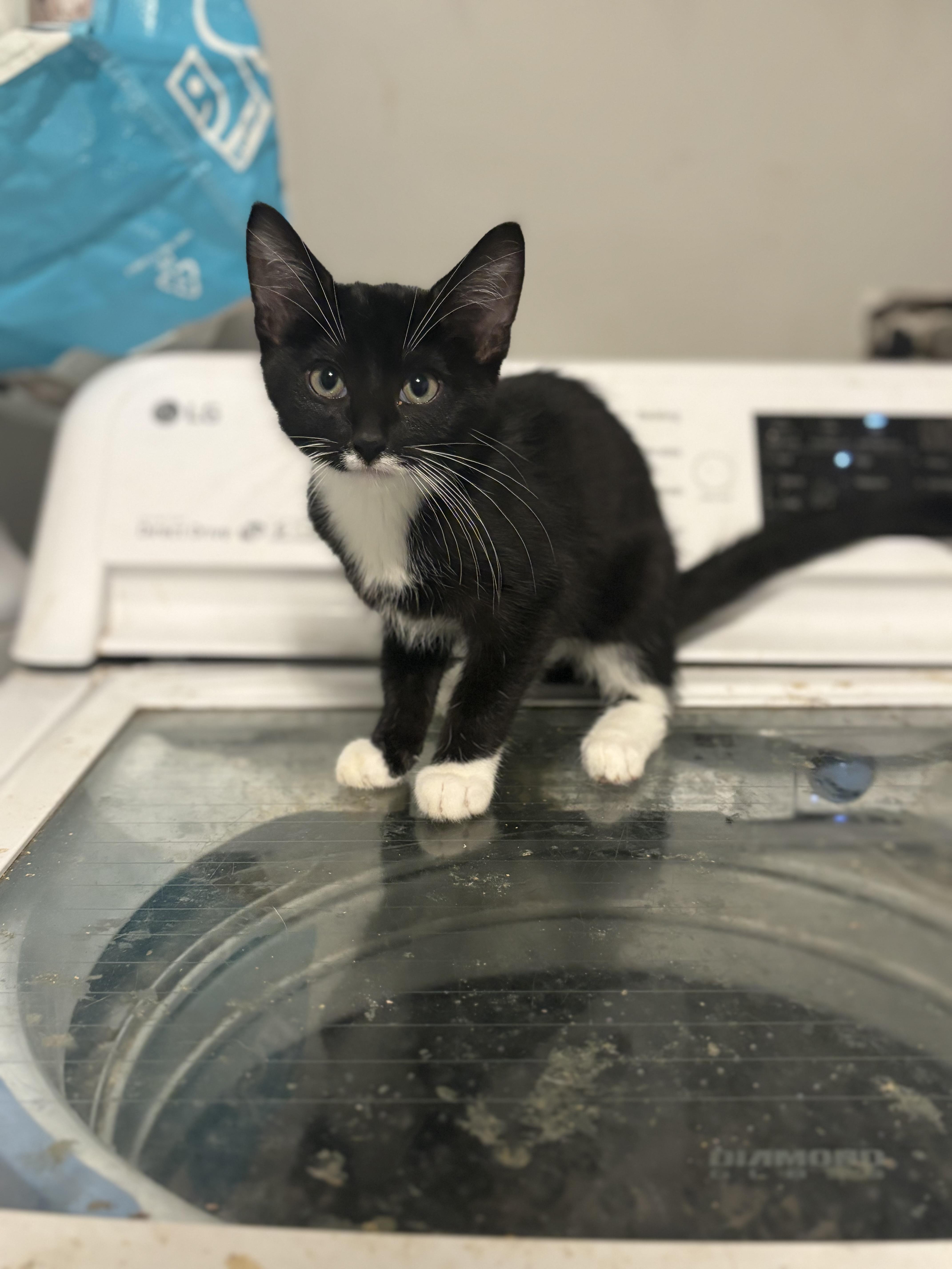 Ebi, a ADOPTABLE Tuxedo in Palatine, IL image 3/5