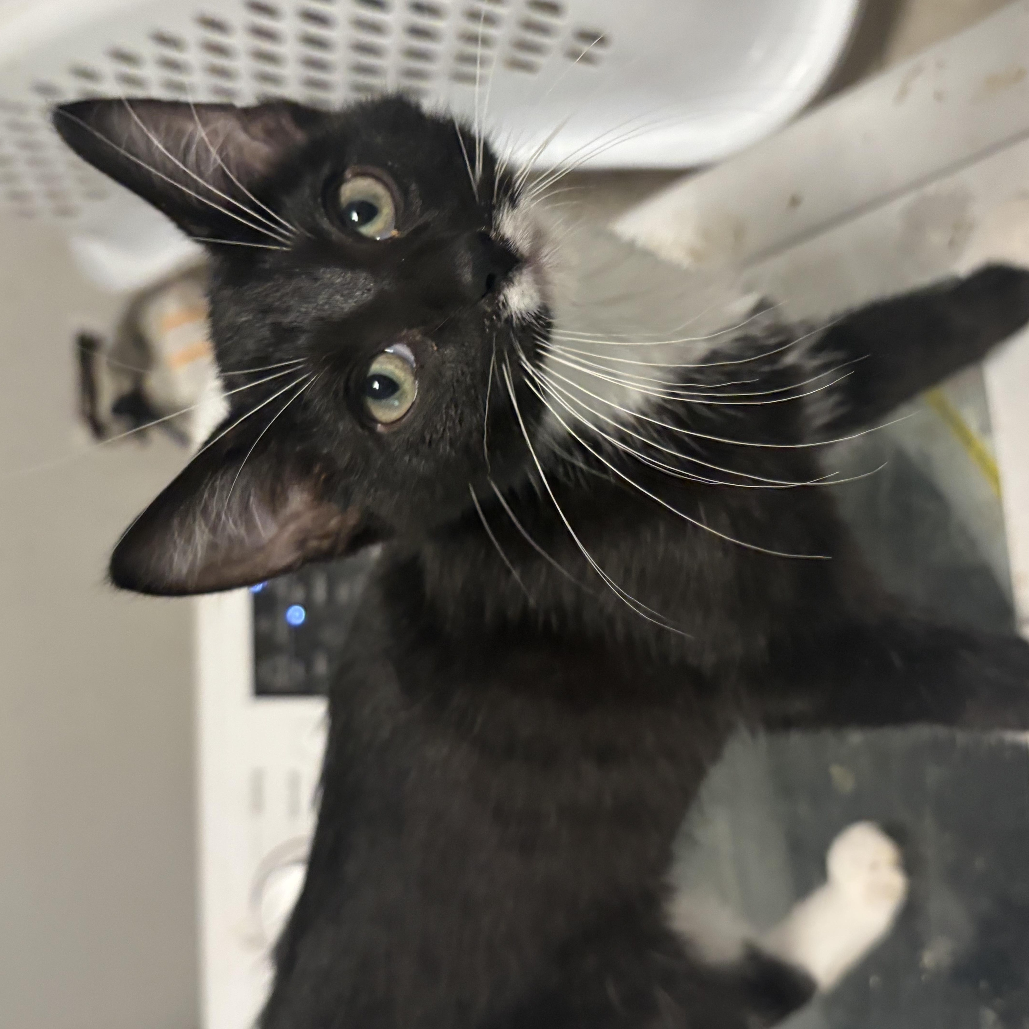 Ebi, a ADOPTABLE Tuxedo in Palatine, IL image 4/5