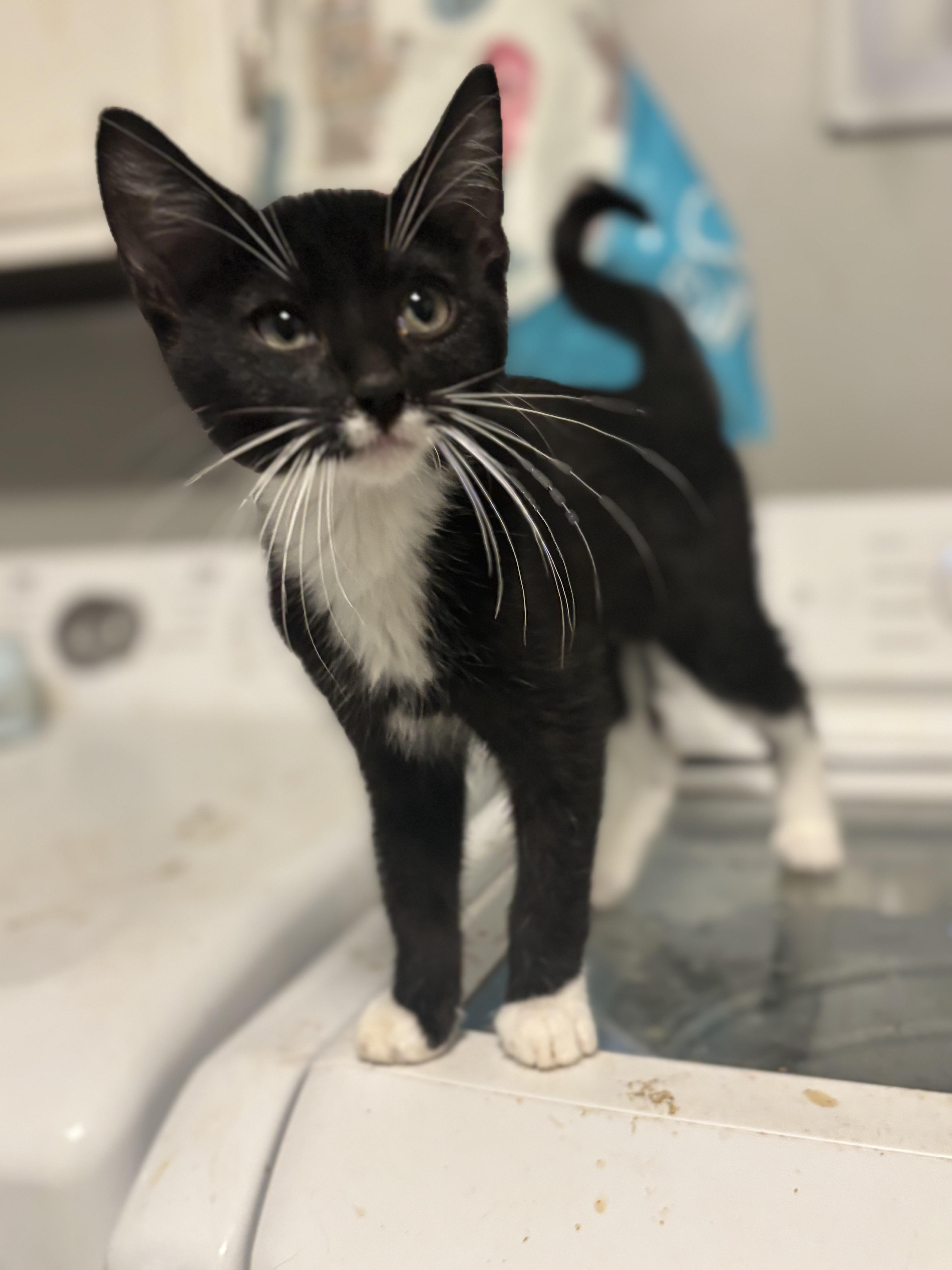 Ebi, a ADOPTABLE Tuxedo in Palatine, IL image 1/5
