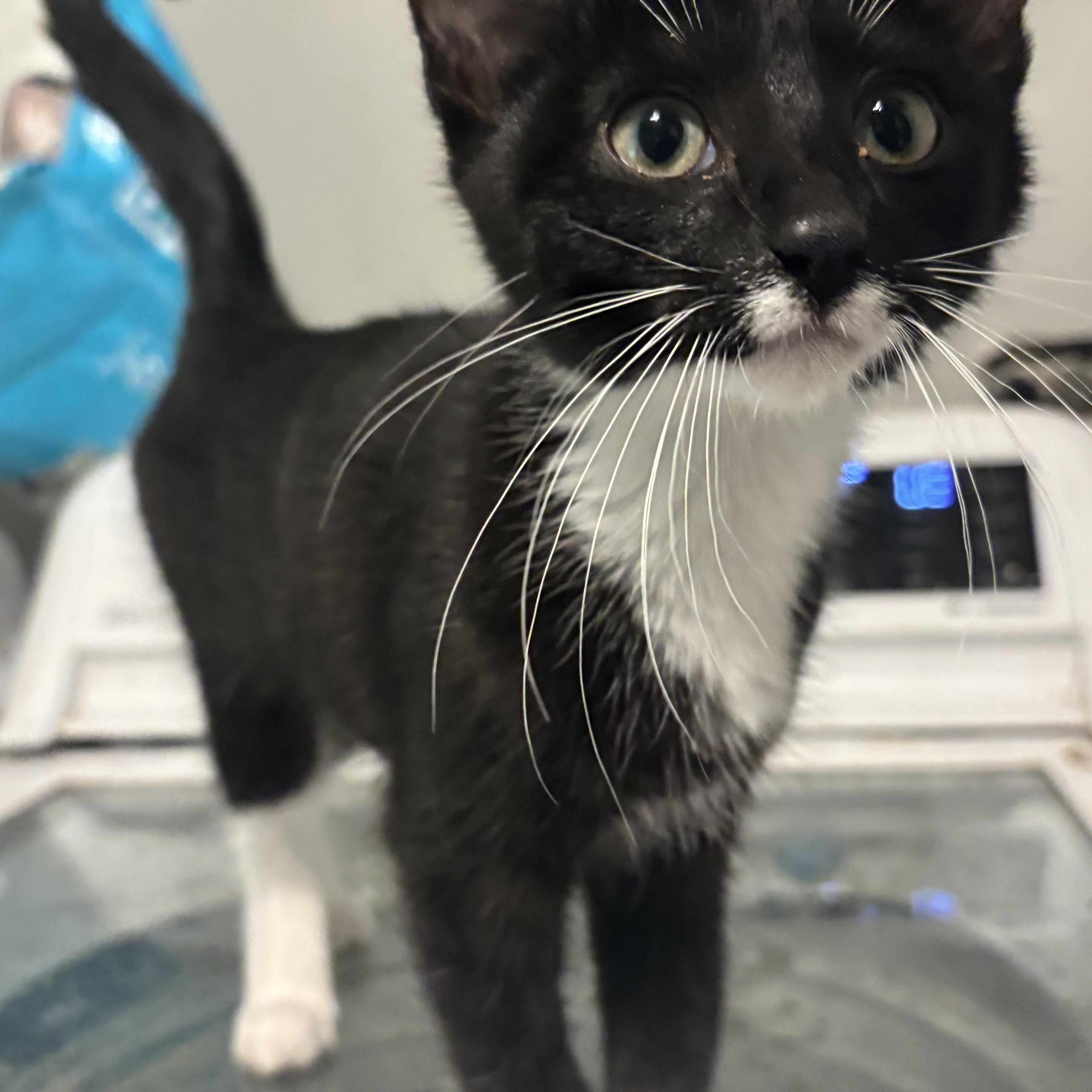 Ebi, a ADOPTABLE Tuxedo in Palatine, IL image 5/5