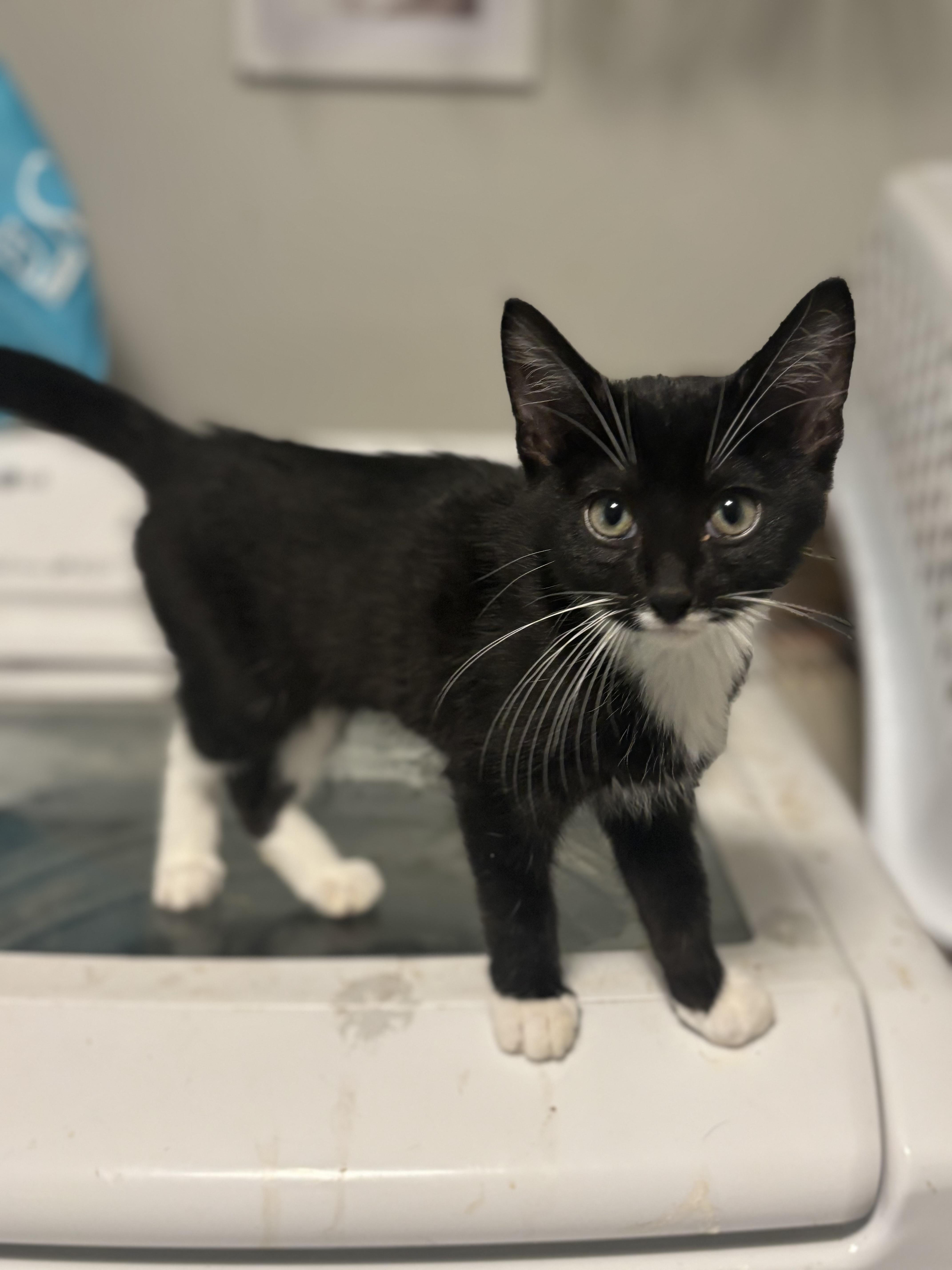 Ebi, a ADOPTABLE Tuxedo in Palatine, IL image 2/5