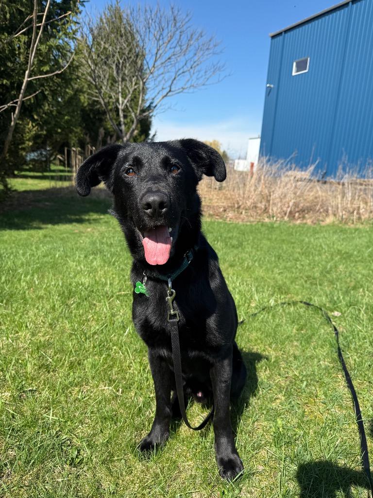 Enlarge Hank, a Adoptable mixed breed in North Syracuse, NY image 1/6