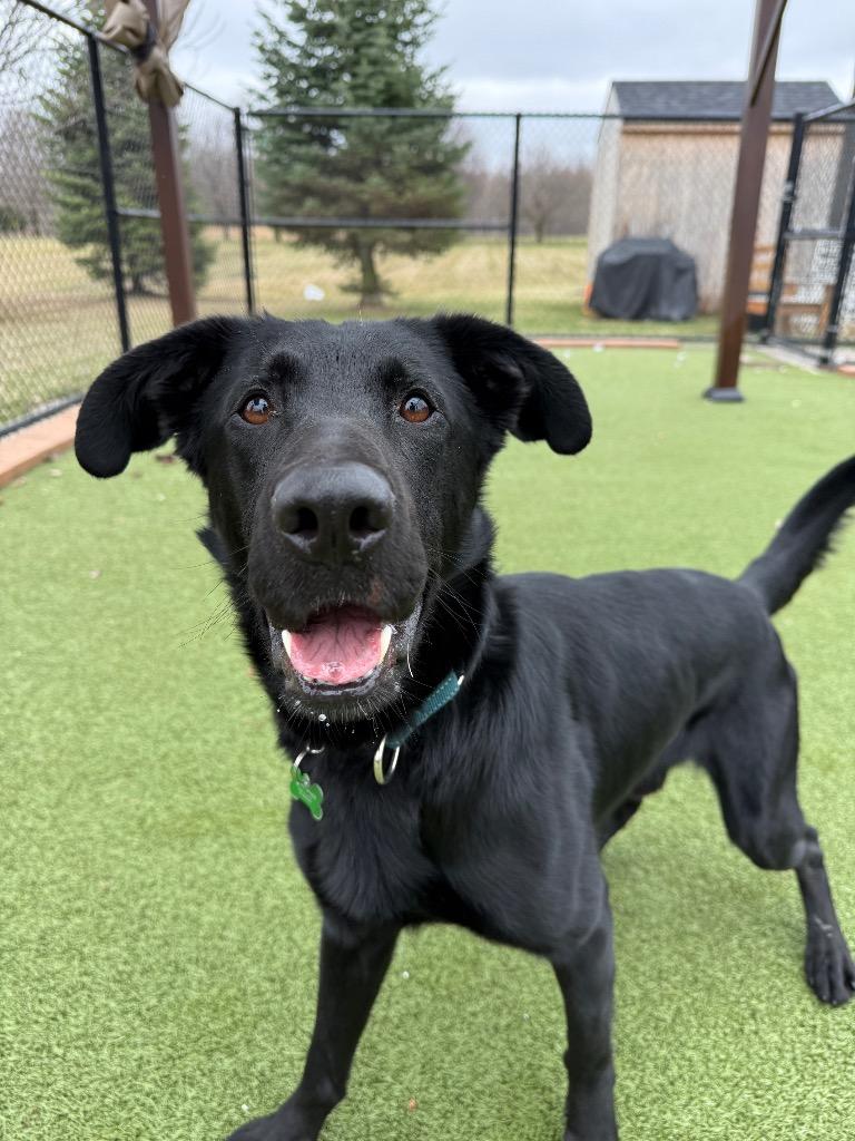 Enlarge Hank, a Adoptable mixed breed in North Syracuse, NY image 1/5
