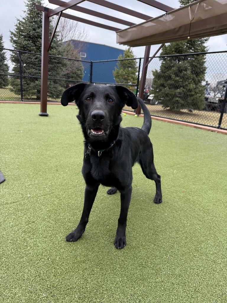 Enlarge Hank, a Adoptable mixed breed in North Syracuse, NY image 2/5