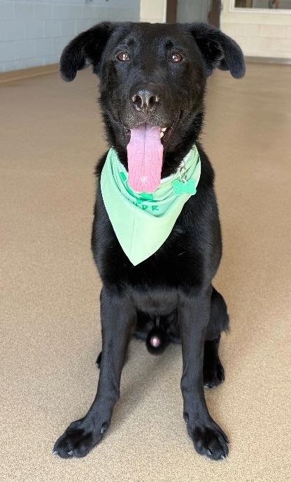 Hank, a Adoptable mixed breed in North Syracuse, NY image 3/6