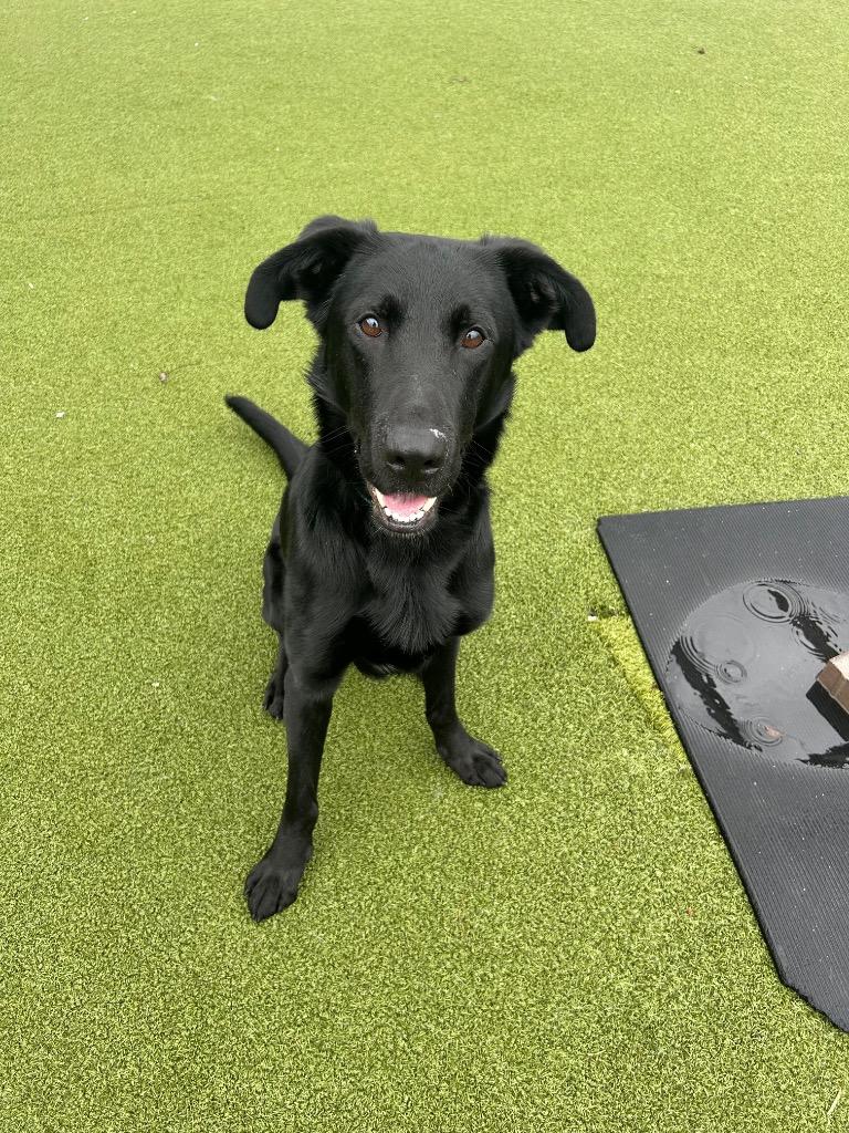 Enlarge Hank, a Adoptable mixed breed in North Syracuse, NY image 3/5