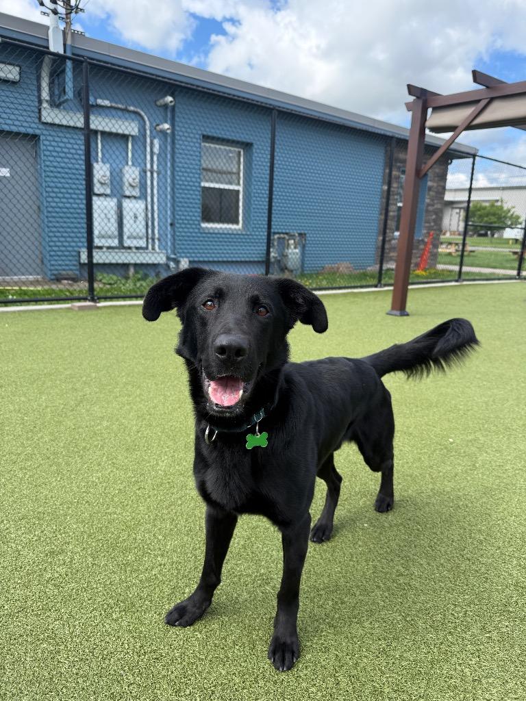 Enlarge Hank, a Adoptable mixed breed in North Syracuse, NY image 4/6