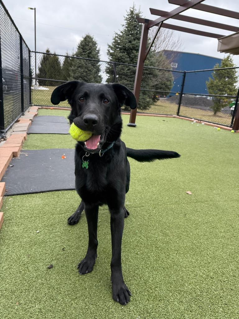 Enlarge Hank, a Adoptable mixed breed in North Syracuse, NY image 4/5