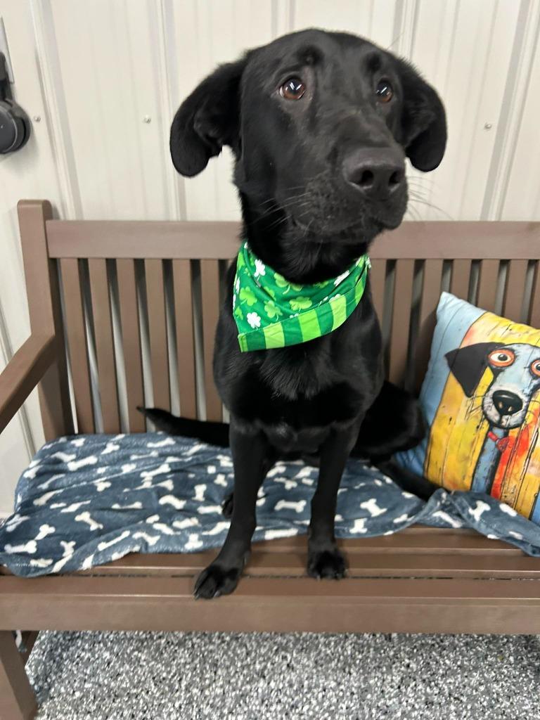 Enlarge Hank, a Adoptable mixed breed in North Syracuse, NY image 5/5