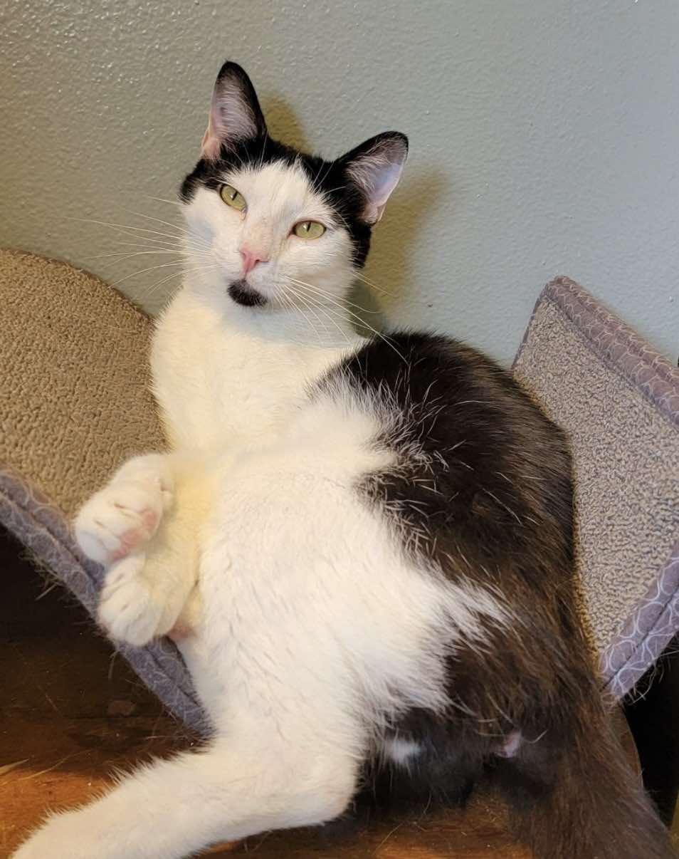 Moo, a Adoptable Domestic Short Hair in Springfield, OR image 1/3