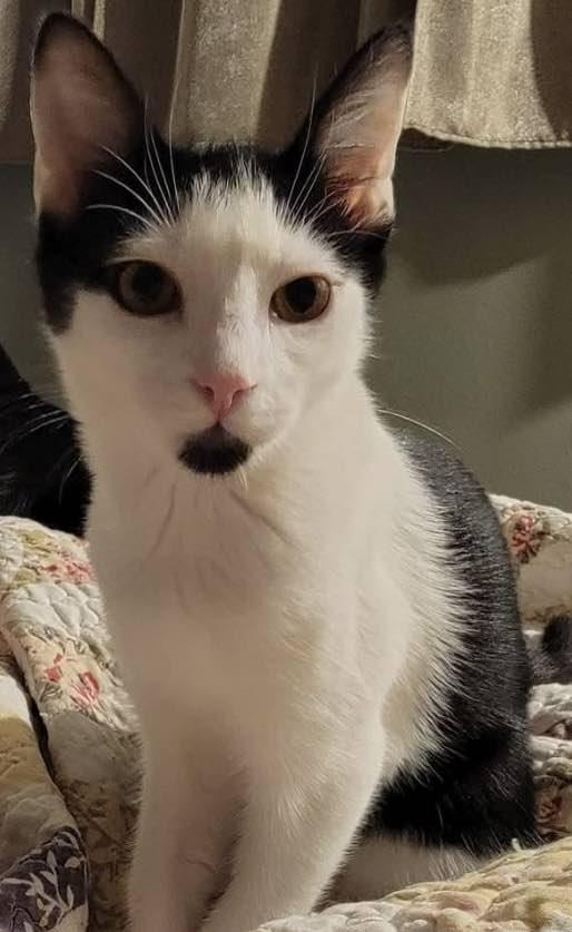 Moo, a Adoptable Domestic Short Hair in Springfield, OR image 2/3