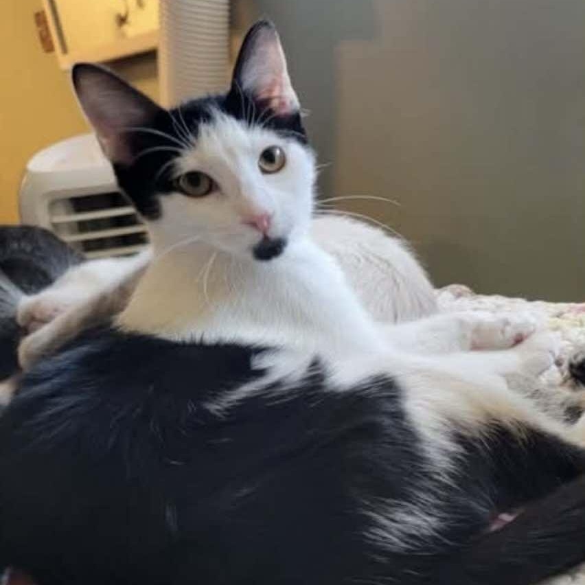 Moo, a other Domestic Short Hair in Springfield, OR image 1/3