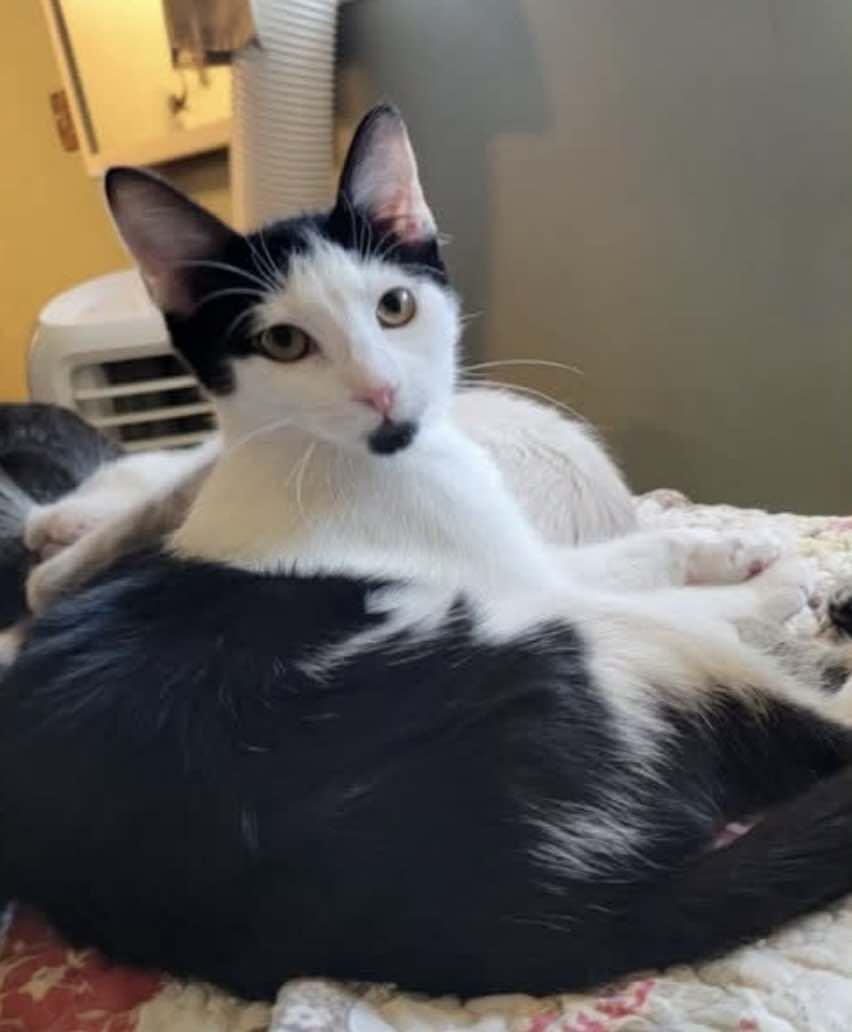 Moo, a Adoptable Domestic Short Hair in Springfield, OR image 3/3