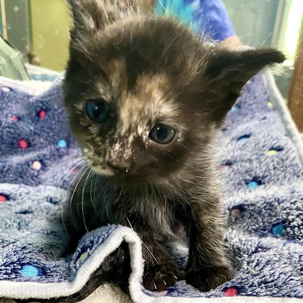 Lola, Adoptable, Kitten Female Domestic Short Hair.