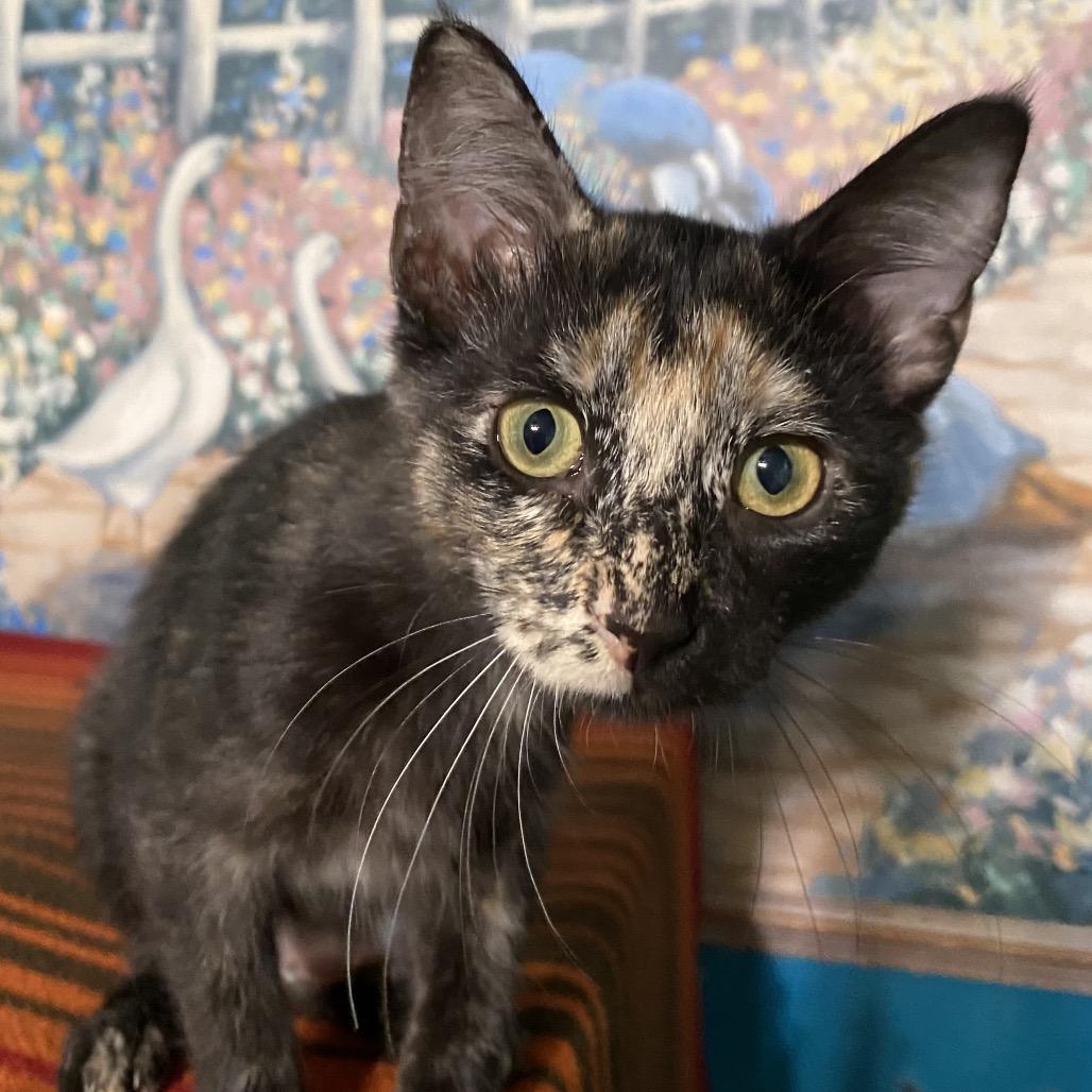 Enlarge Lola, a Adoptable Domestic Short Hair in Denison, TX image 2/4