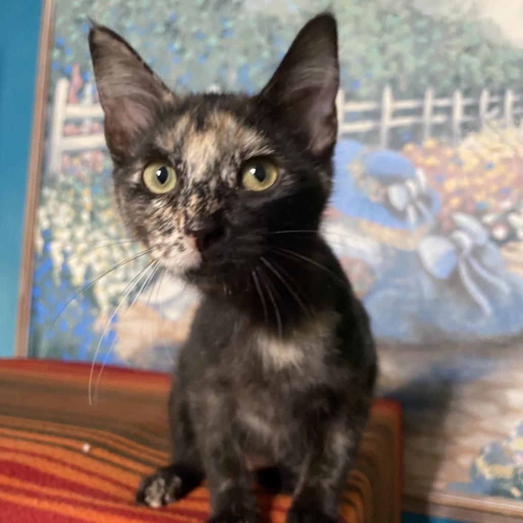 Enlarge Lola, a Adoptable Domestic Short Hair in Denison, TX image 3/4