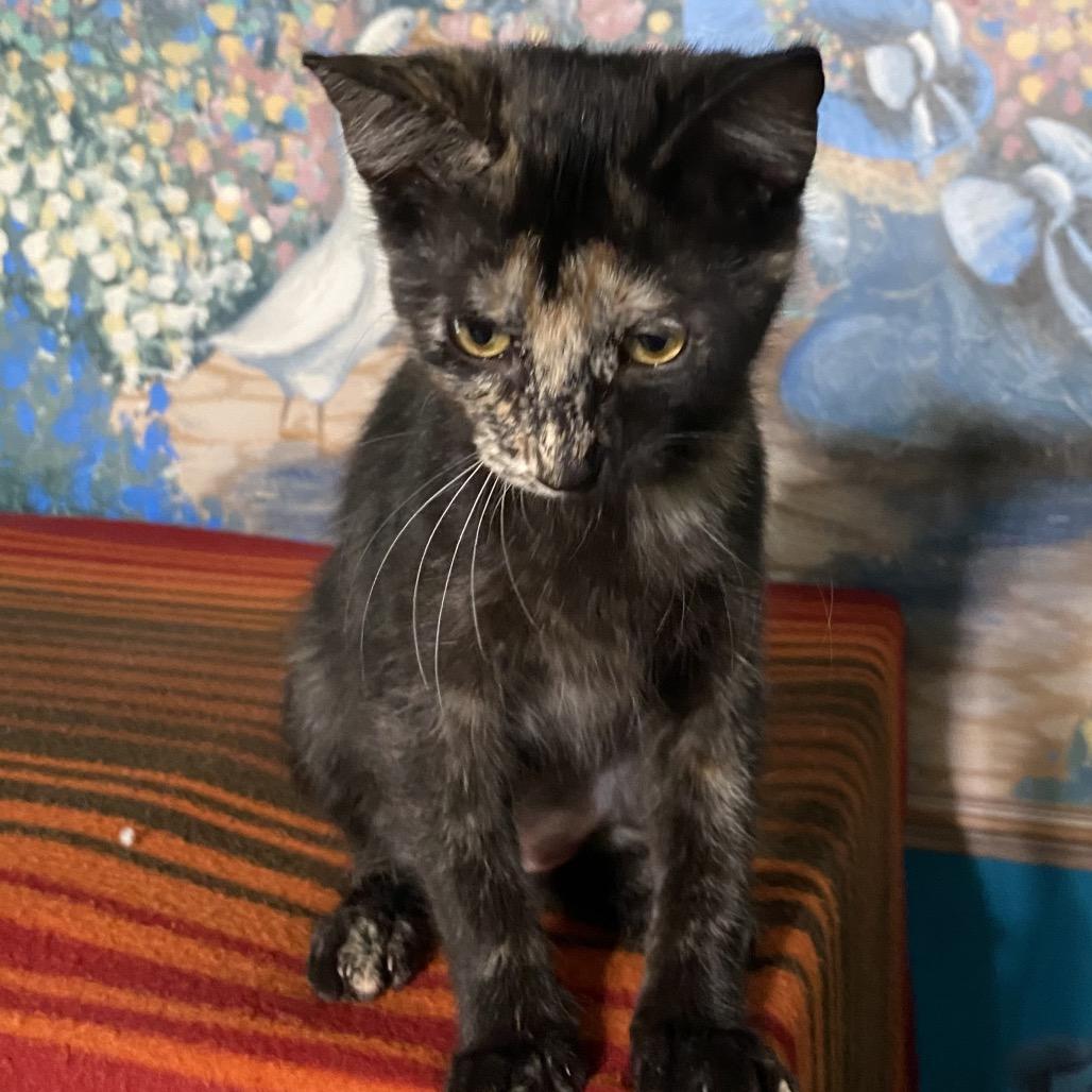 Enlarge Lola, a Adoptable Domestic Short Hair in Denison, TX image 4/4