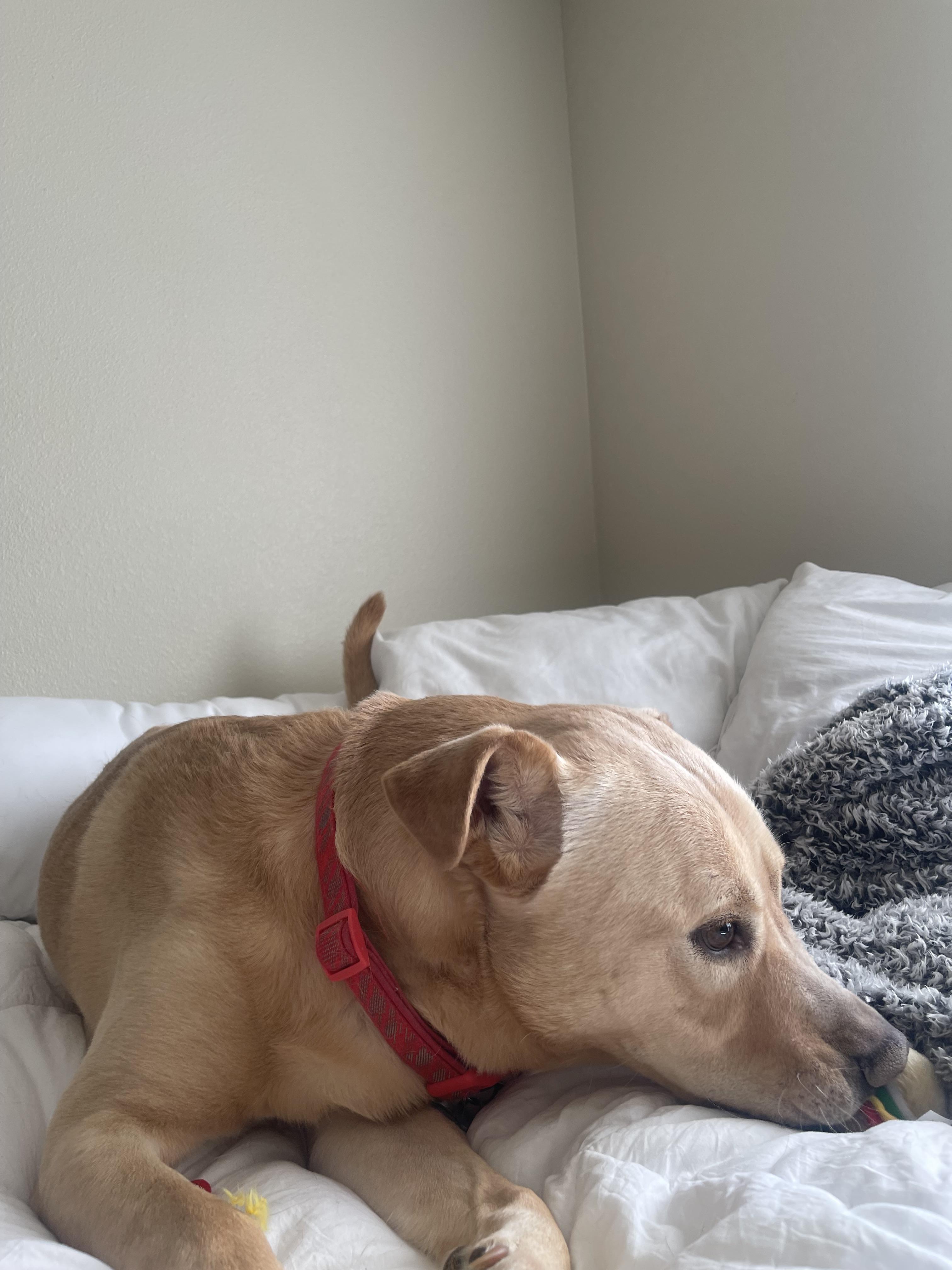 Enlarge Rhodie *COURTESY POST*, a ADOPTABLE Mixed Breed in Lewiston, ID image 2/3