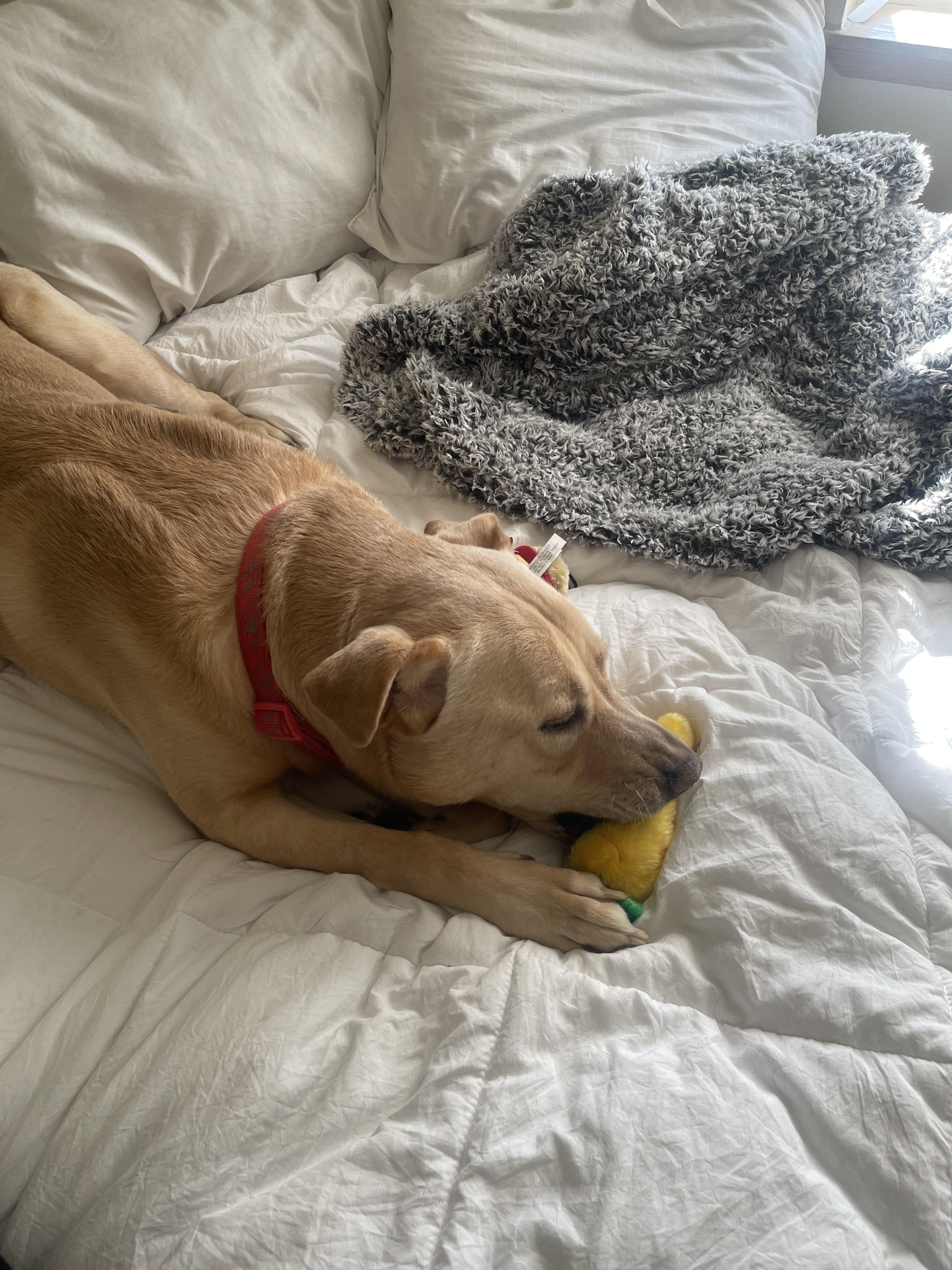 Rhodie *COURTESY POST*, ADOPTABLE, Adult Male Mixed Breed.