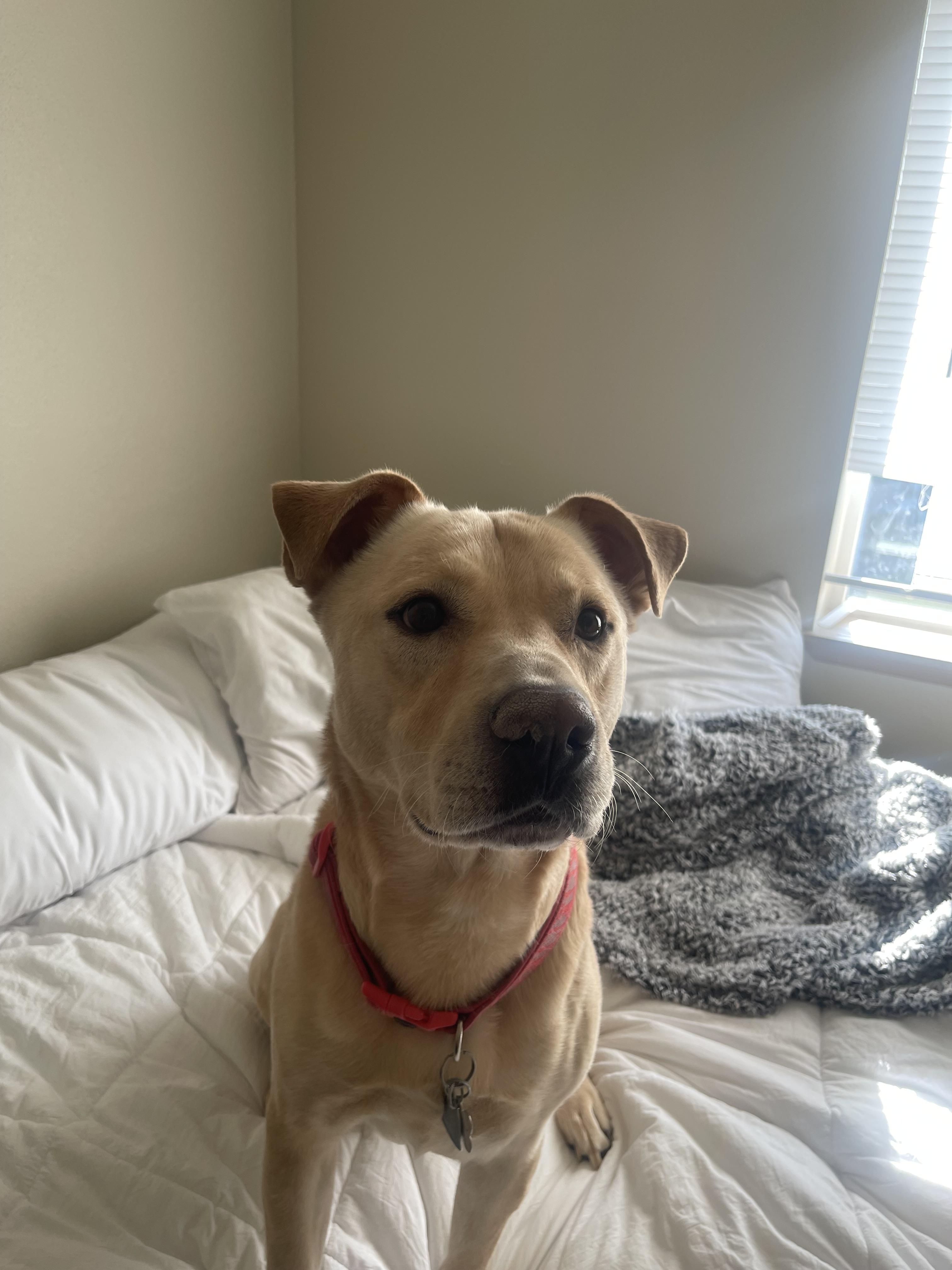 Enlarge Rhodie *COURTESY POST*, a ADOPTABLE Mixed Breed in Lewiston, ID image 3/3