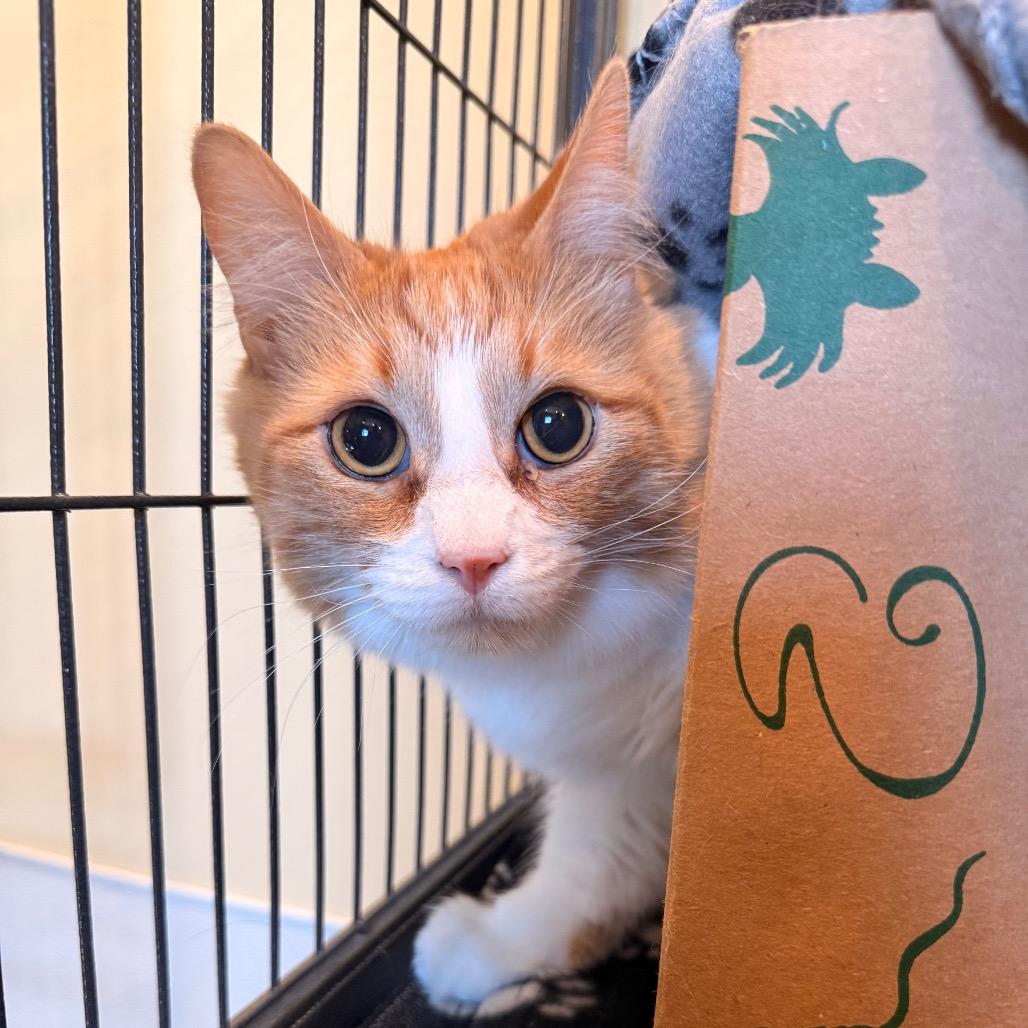 Marge, Adoptable, Adult Female Domestic Short Hair.