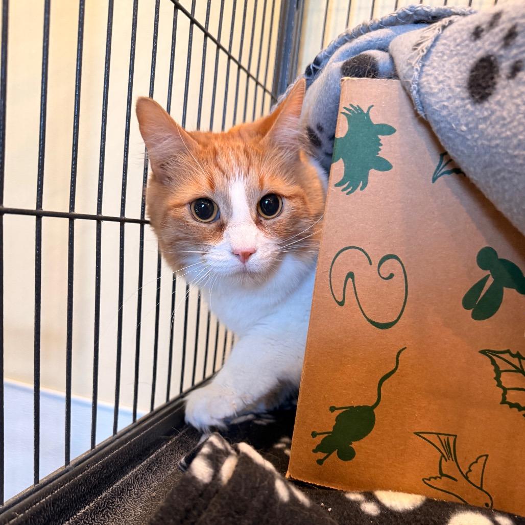 Enlarge Marge, a Adoptable Domestic Short Hair in Saint Charles, MO image 2/6