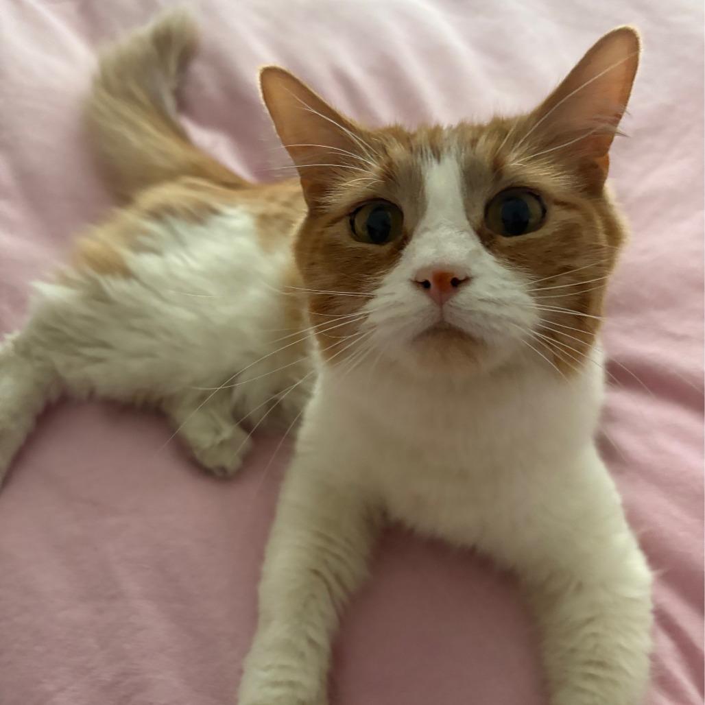 Enlarge Marge, a Adoptable Domestic Short Hair in Saint Charles, MO image 3/6