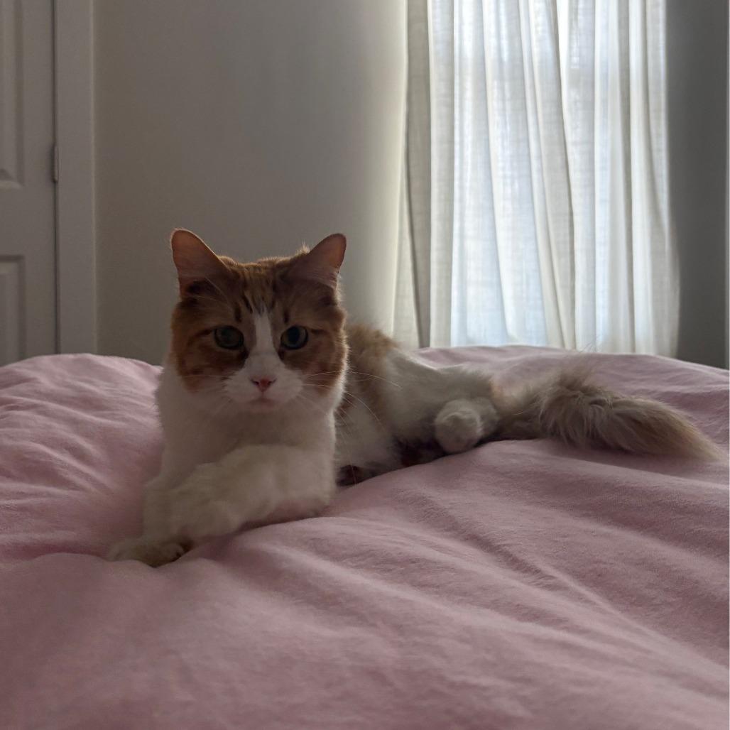 Enlarge Marge, a Adoptable Domestic Short Hair in Saint Charles, MO image 4/6