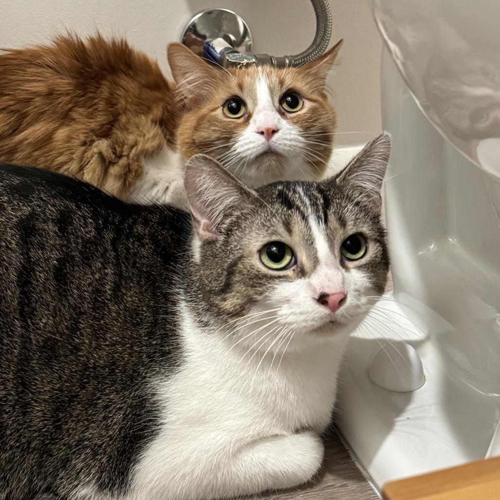 Enlarge Marge, a Adoptable Domestic Short Hair in Saint Charles, MO image 5/6