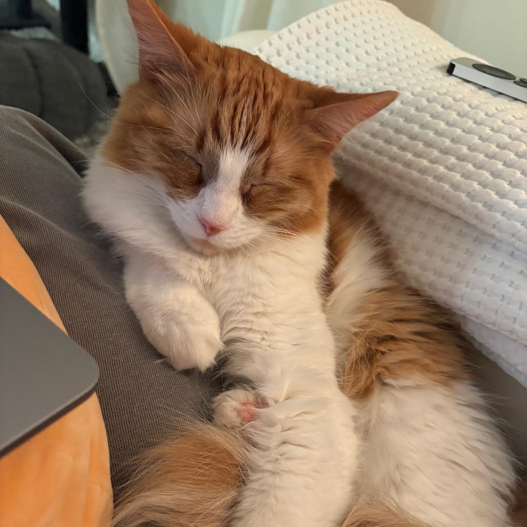 Enlarge Marge, a Adoptable Domestic Short Hair in Saint Charles, MO image 6/6